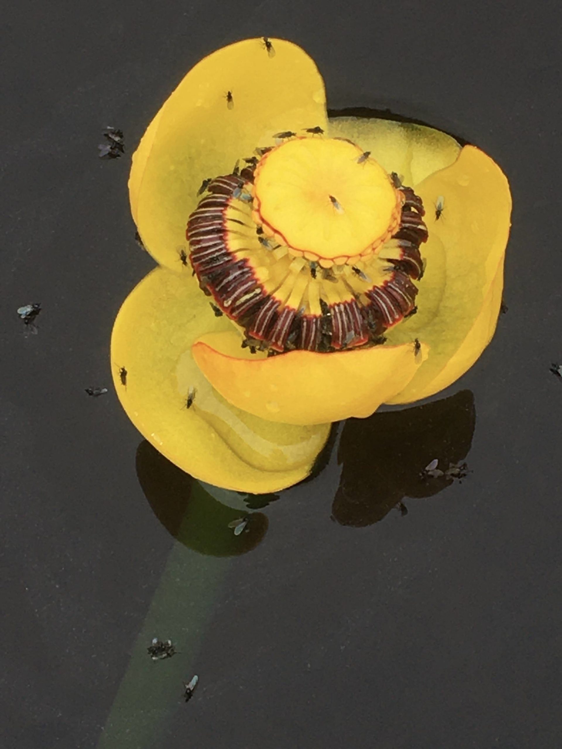 Flies visit a yellow pond lily in this photo shared July 16, 2020. (Courtesy Photo | Deborah Rudis)