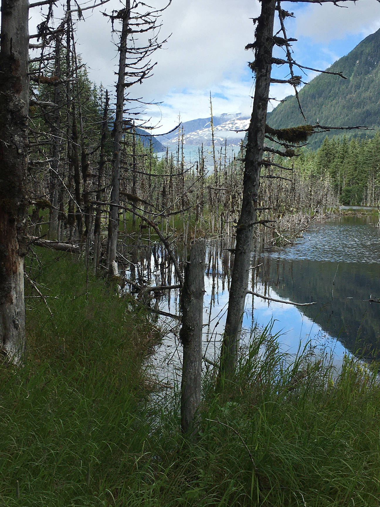 “The Dead Forest” is seen on the way to the Mendenhall Glacier, July 23, 2020 (Courtesy Photo/Photo Barbara Belknap)