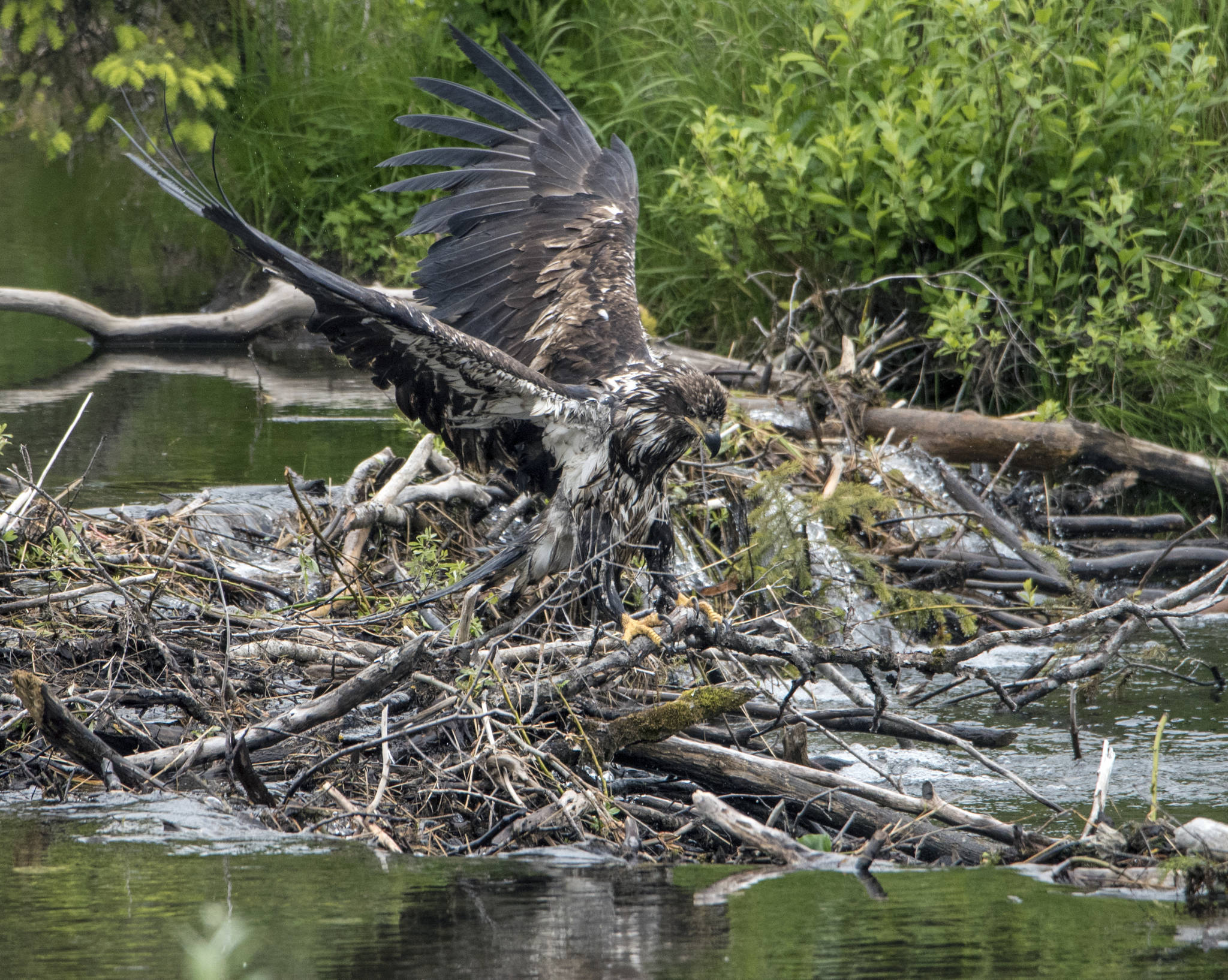 An immature bald eagle dries its plumage over a beaver dam in Steep Creek. Courtesy Photo | Kenneth Gill, gillfoto)