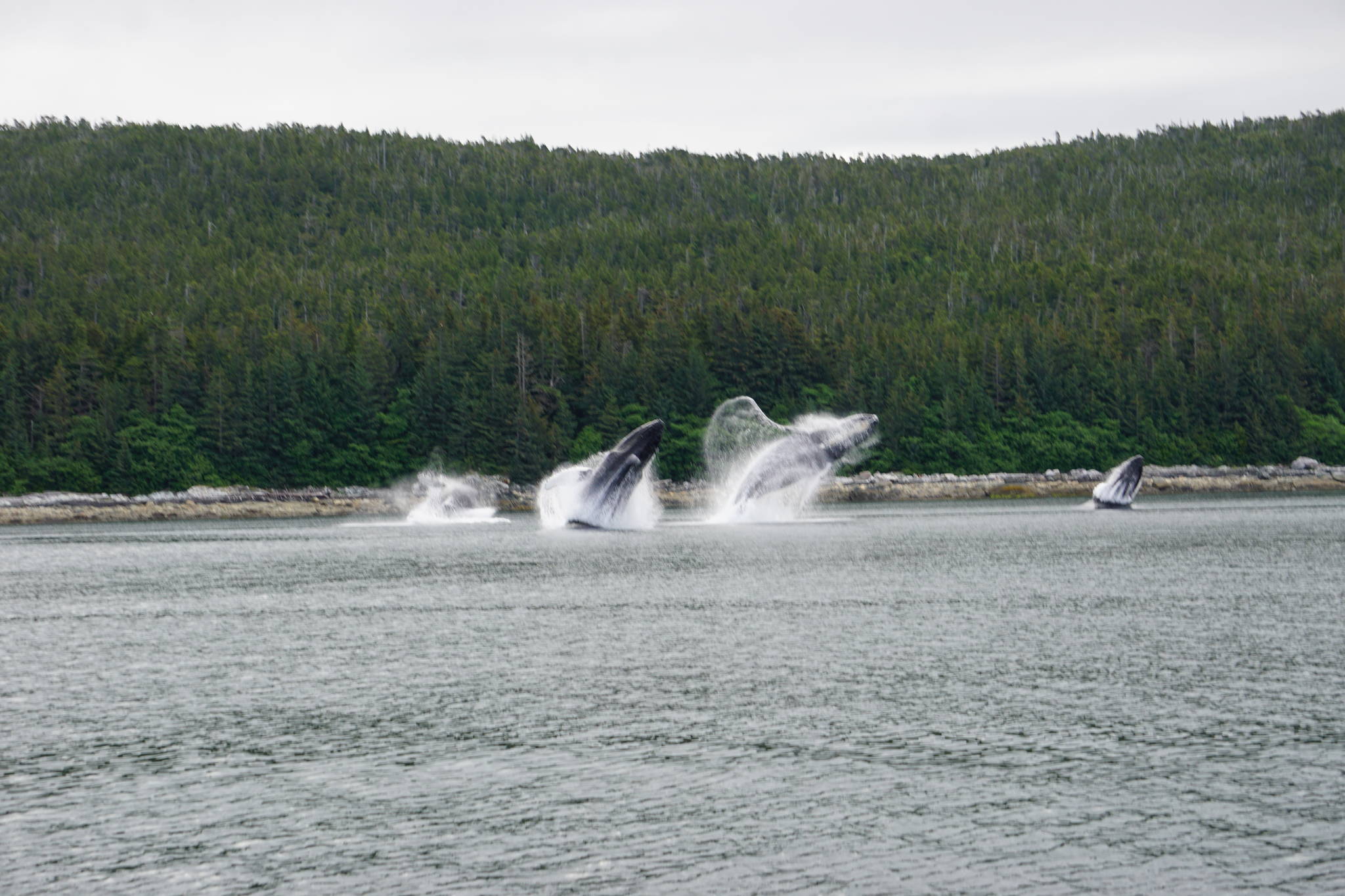”I was heading south toward Angoon with my son and grandson when we were treated to this amazing show,” writes Paul Taintor of this photo showing multiple whales breaching. (Courtesy Photo | Paul Taintor)