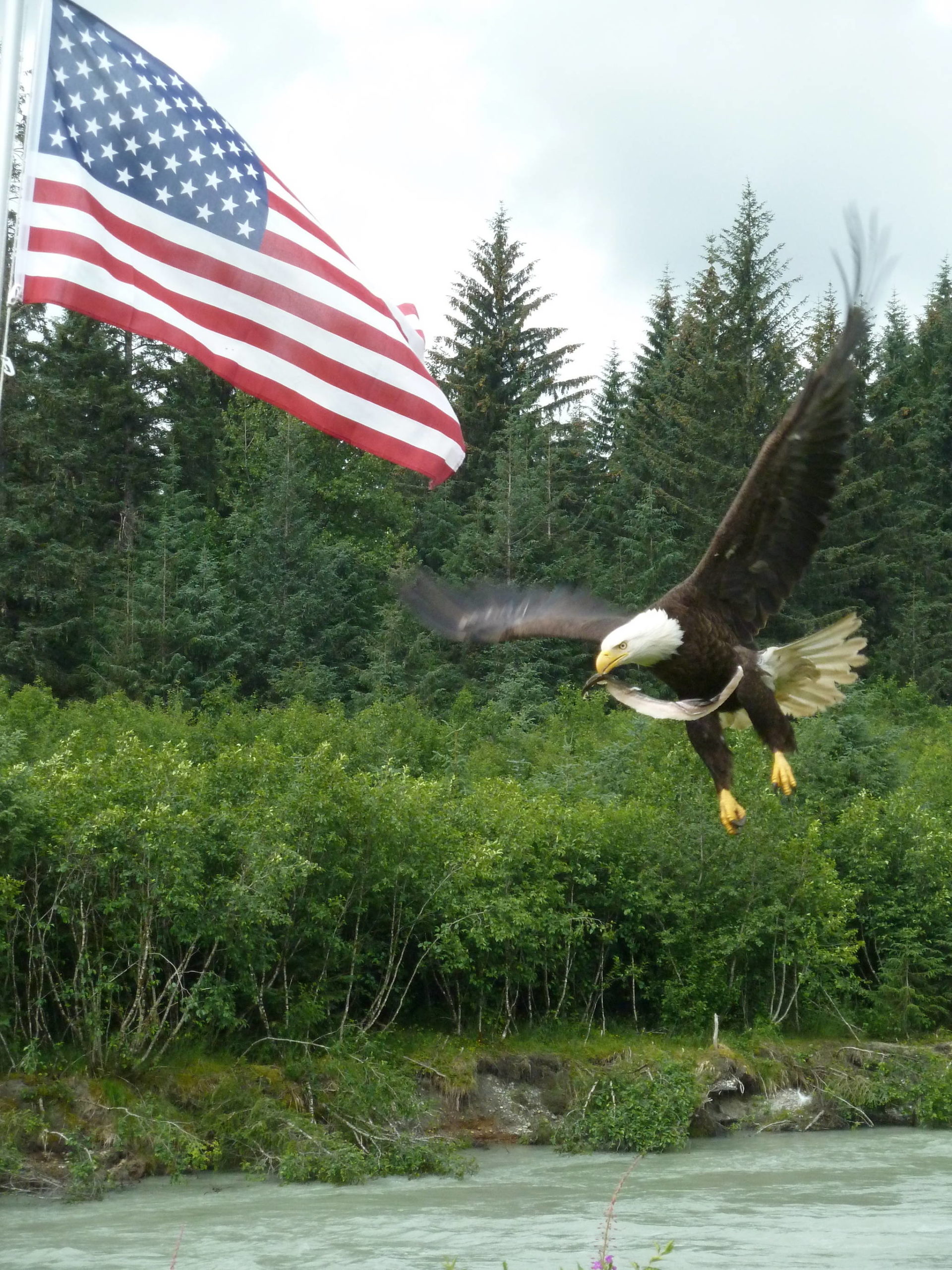 Black cod scraps attract the attention of the bald eagle, “Yardbird,” on July 13, 2020. (Courtesy Photo | David Athearn)