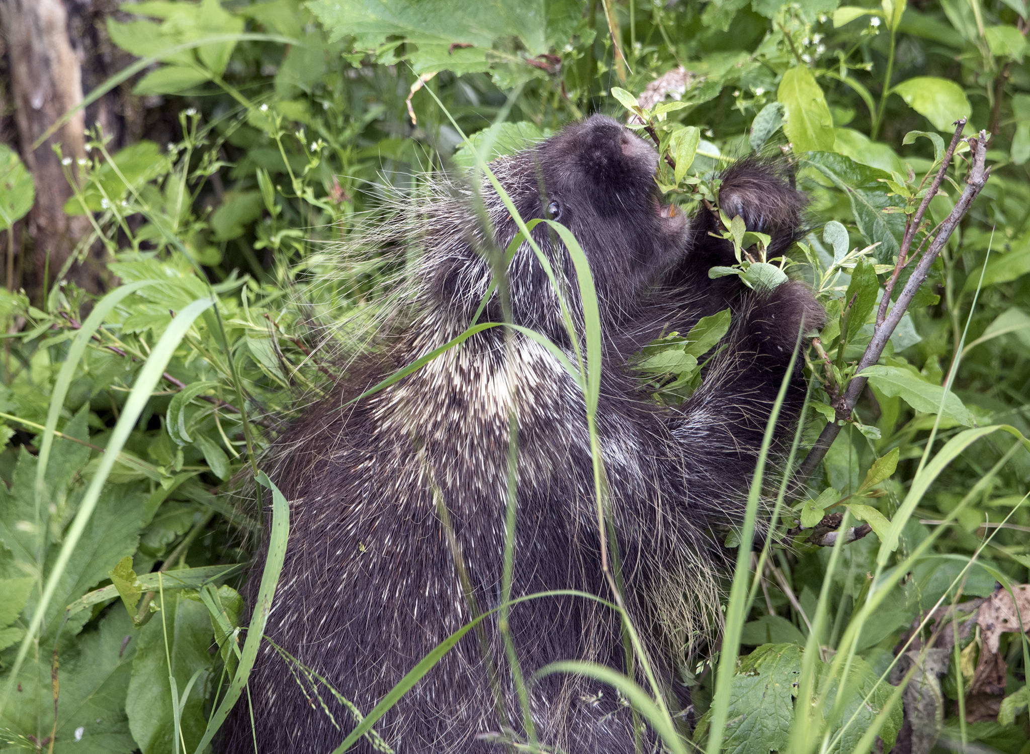 Young Porcupine feeds in meadow of Steep Creek, by the Mendenhall Glacier on July 16, 2020. (Courtesy Photo | Kenneth Gill, gillfoto)