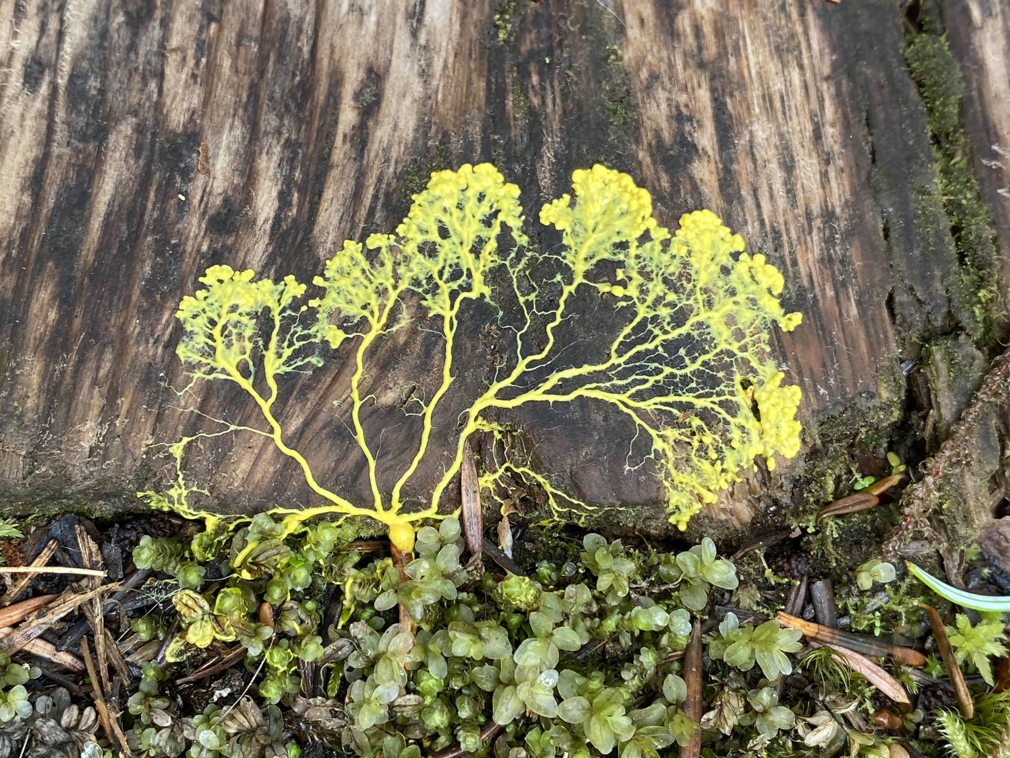 Slime mold grows at Point Bridget on June 27,2020. (Courtesy Photo | Deana Barajas)