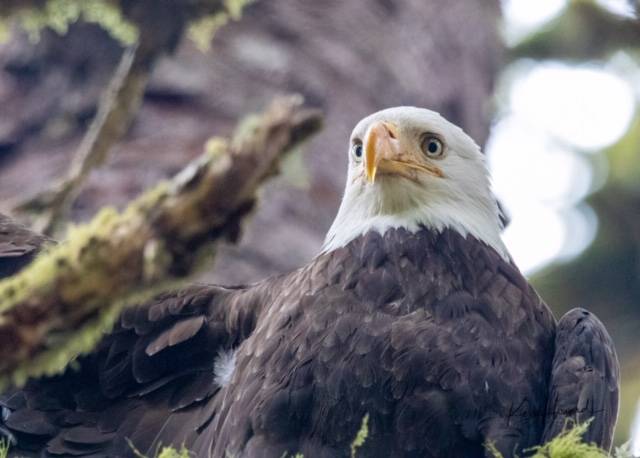 An adult, female bald eagle was rescued from a tree Saturday in Juneau. The eagle was taken to Alaska Raptor Center in Sitka. (Courtesy Photo | Kerry Howard)