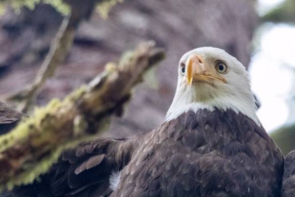 Bald eagle rescued on Fourth of July