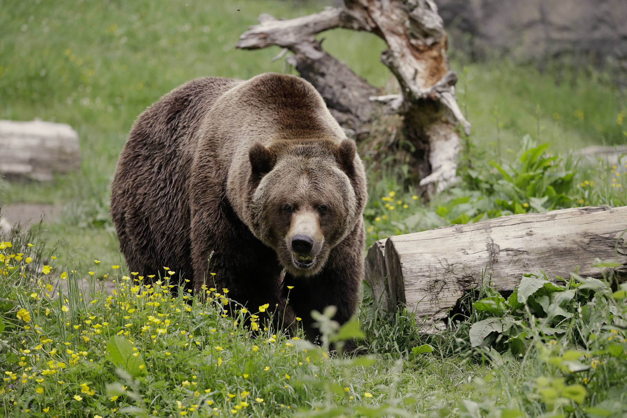 A grizzly bear roams an exhibit at the Woodland Park Zoo, closed for nearly three months because of the coronavirus outbreak in Seattle. Grizzly bears once roamed the rugged landscape of the North Cascades in Washington state but few have been sighted in recent decades. The federal government is scrapping plans to reintroduce grizzly bears to the North Cascades ecosystem. (AP Photo/Elaine Thompson, File)