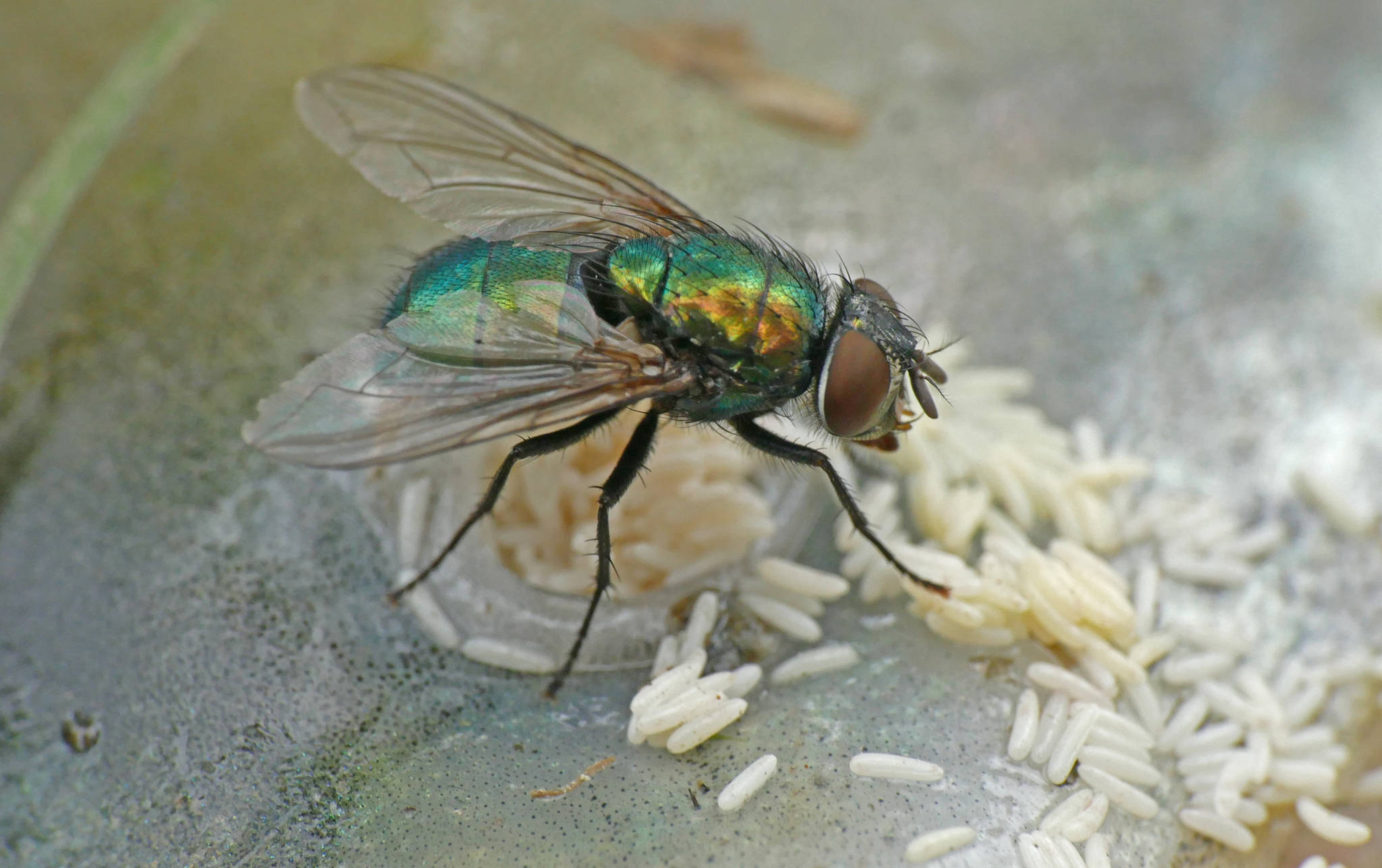 Courtesy Photo | Bob Armstrong                                 This iridescent blow fly was once a more plainly colored maggot. Arthropods, such as insects and crustaceans, and their distant relatives called nematodes (round worms) are two groups that live complex life cycles.