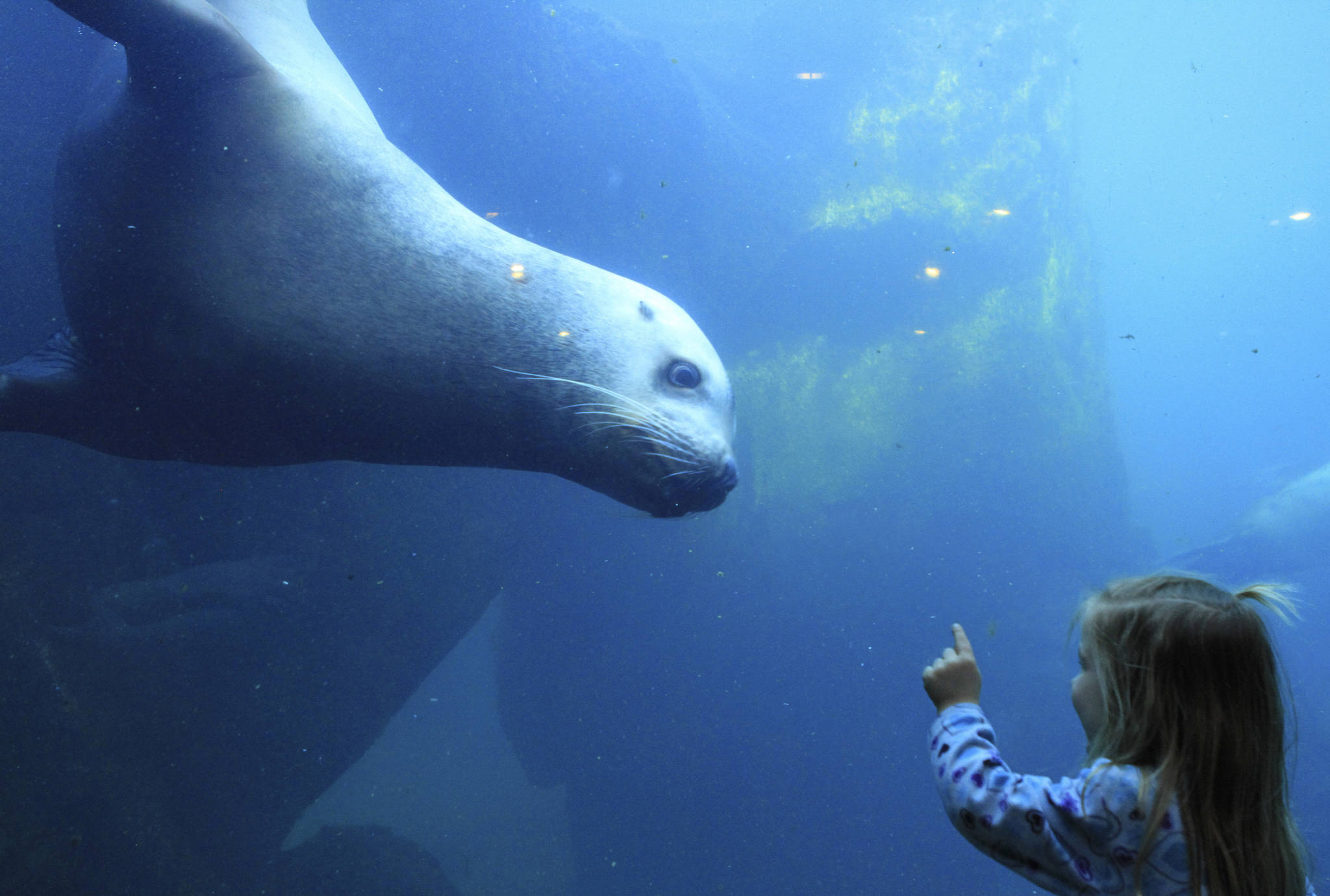 Elin Lunoe, and Pilot, a Steller sea lion, check each other out at a tank at the Alaska SeaLife Center in Seward in this February 2015 photo. The Alaska SeaLife Center is in jeopardy of closing after concerns surrounding the coronavirus pandemic have drastically reduced visitation rates. (AP Photo | Dan Joling, File)