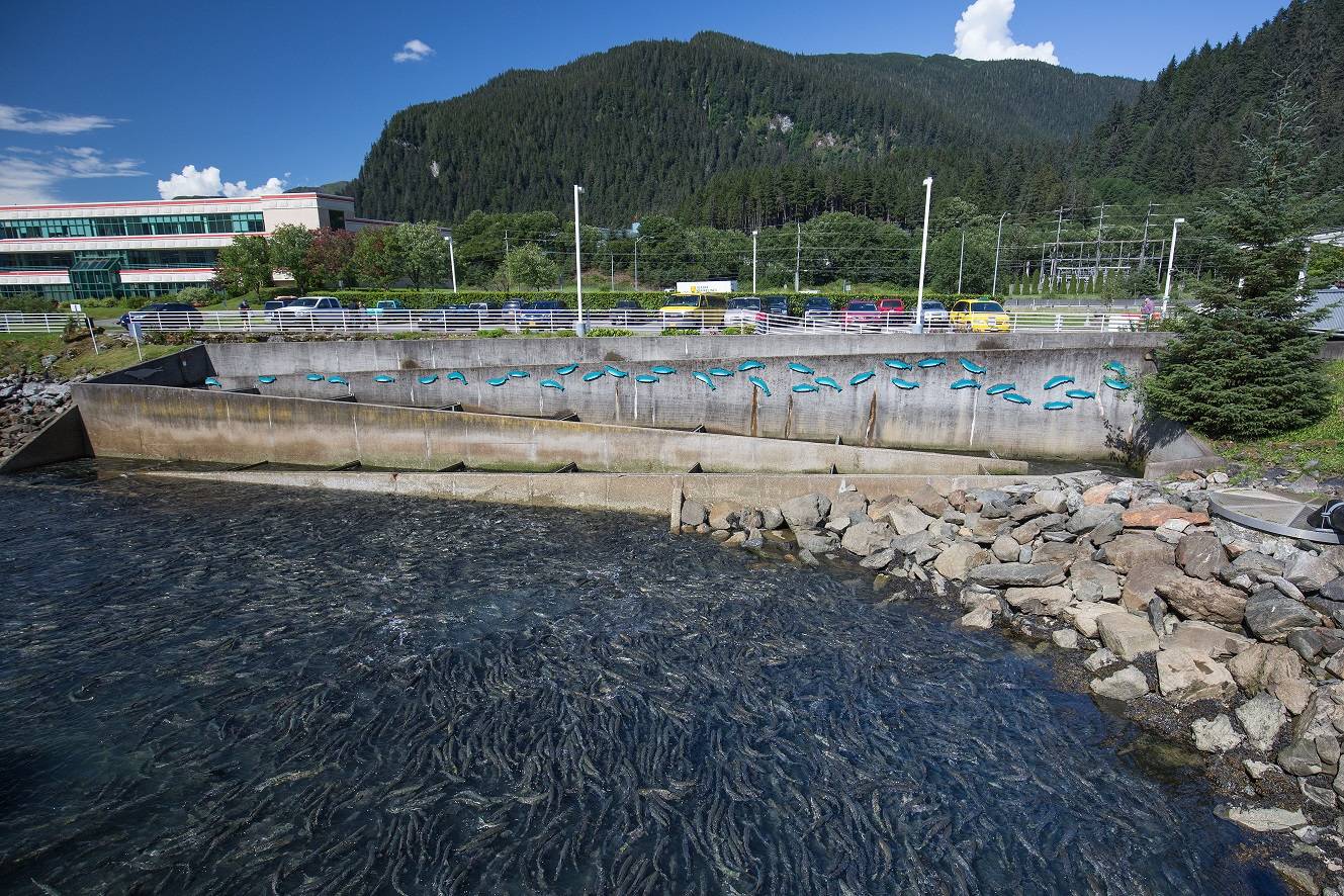 A July 15, 2015 photo of what the Douglas Island Pink and Chum Inc. Hatchery on Channel Drive in Juneau “should” look like according to DIPAC Executive Director Katie Harms. (Courtesy photo | Katie Harms)