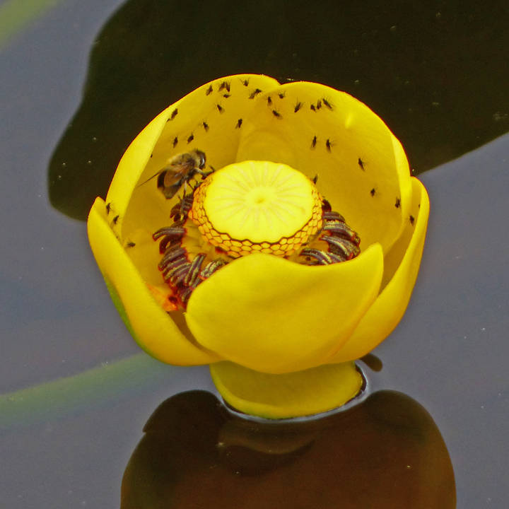 Courtesy Photo | Bob Armstrong A bumblebee searches for nectar in the base of the pond lily flower, but it’s not entirely clear what the small flies are doing.