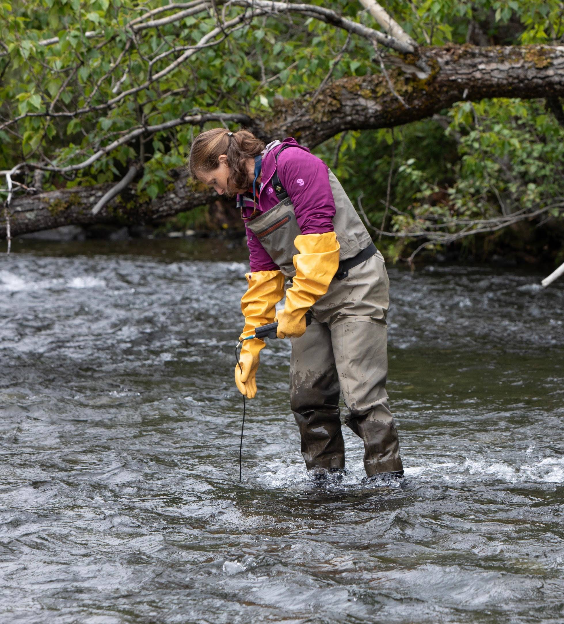 Sue Mauger, Cook Inletkeeper’s science and executive director, works in the Russian River. (Courtesy Photo | Joe Yelverton)
