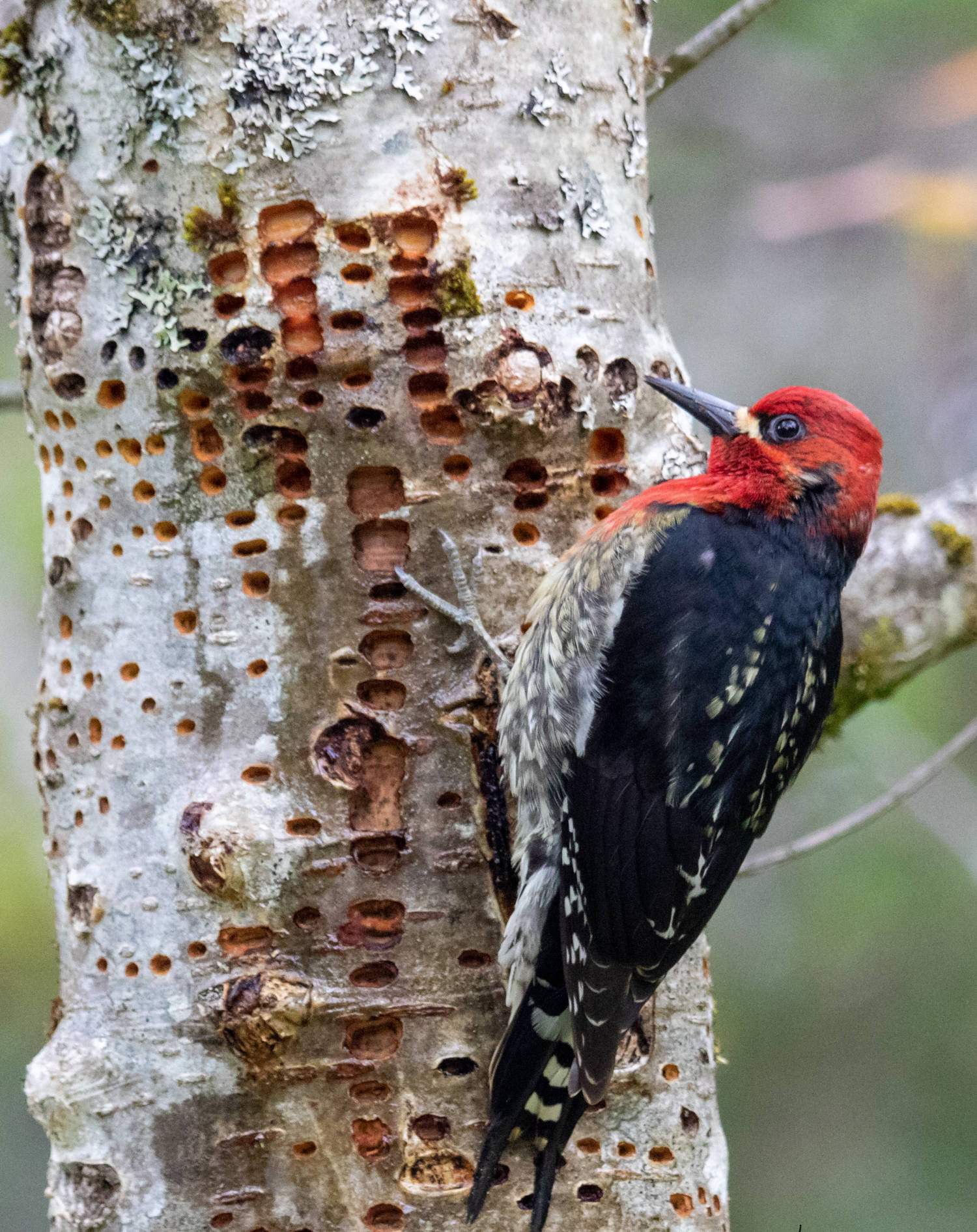 A red-breasted sapsucker braces its strong central tail feathers against the tree trunk. Mary F. Willson notes the bird is not excavating. (Courtesy Photo / Kerry Howard)