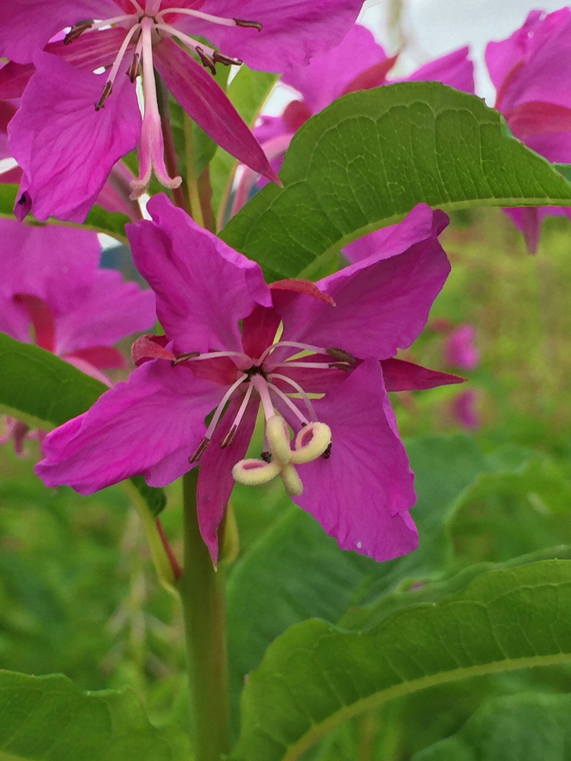 This photo shows a fireweed blossom. (Vivian Mork / For the Capital City Weekly)