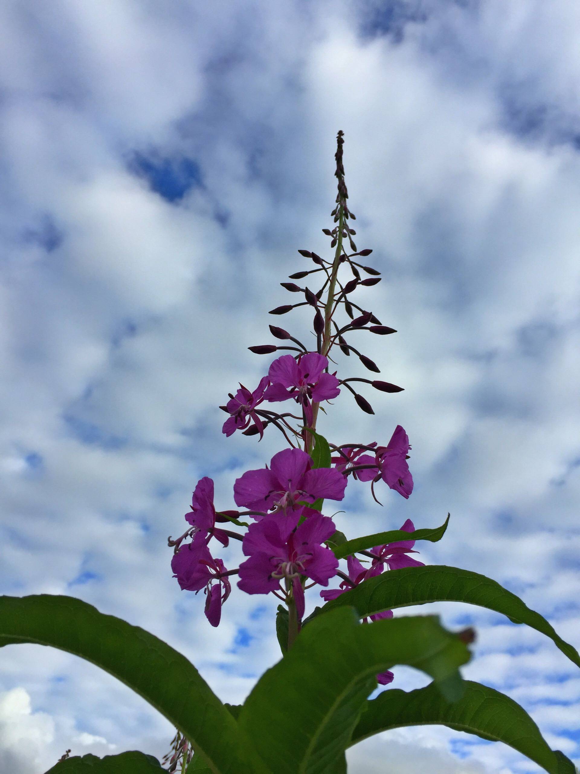 This photo shows a fireweed stalk. (Vivian Mork Yéilk’ / For the Capital City Weekly)