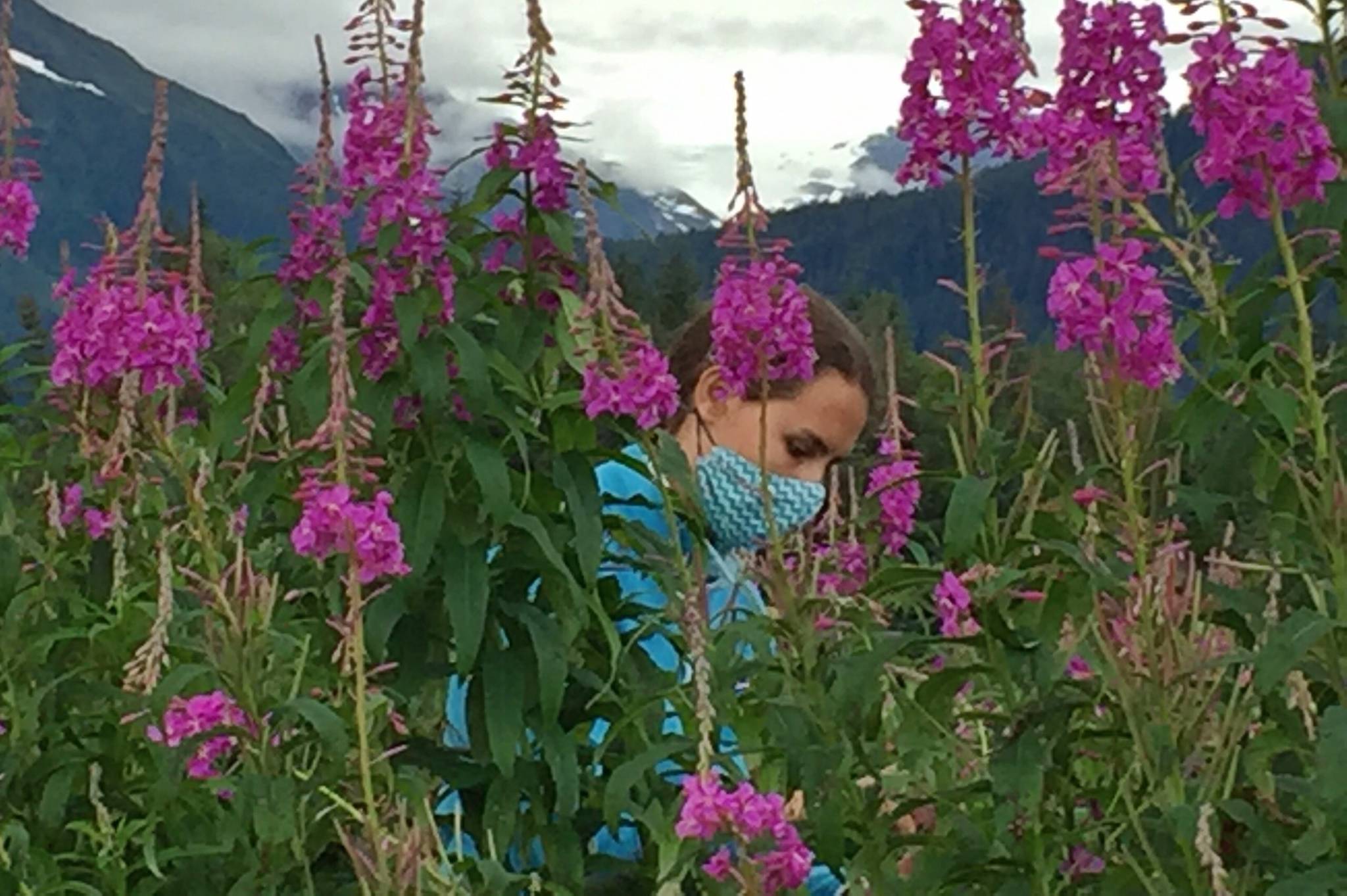 Maleah Wenzel, physical distance harvests fireweed with Vivian Mork. (Vivian Mork Yéilk’ / For the Capital City Weekly)