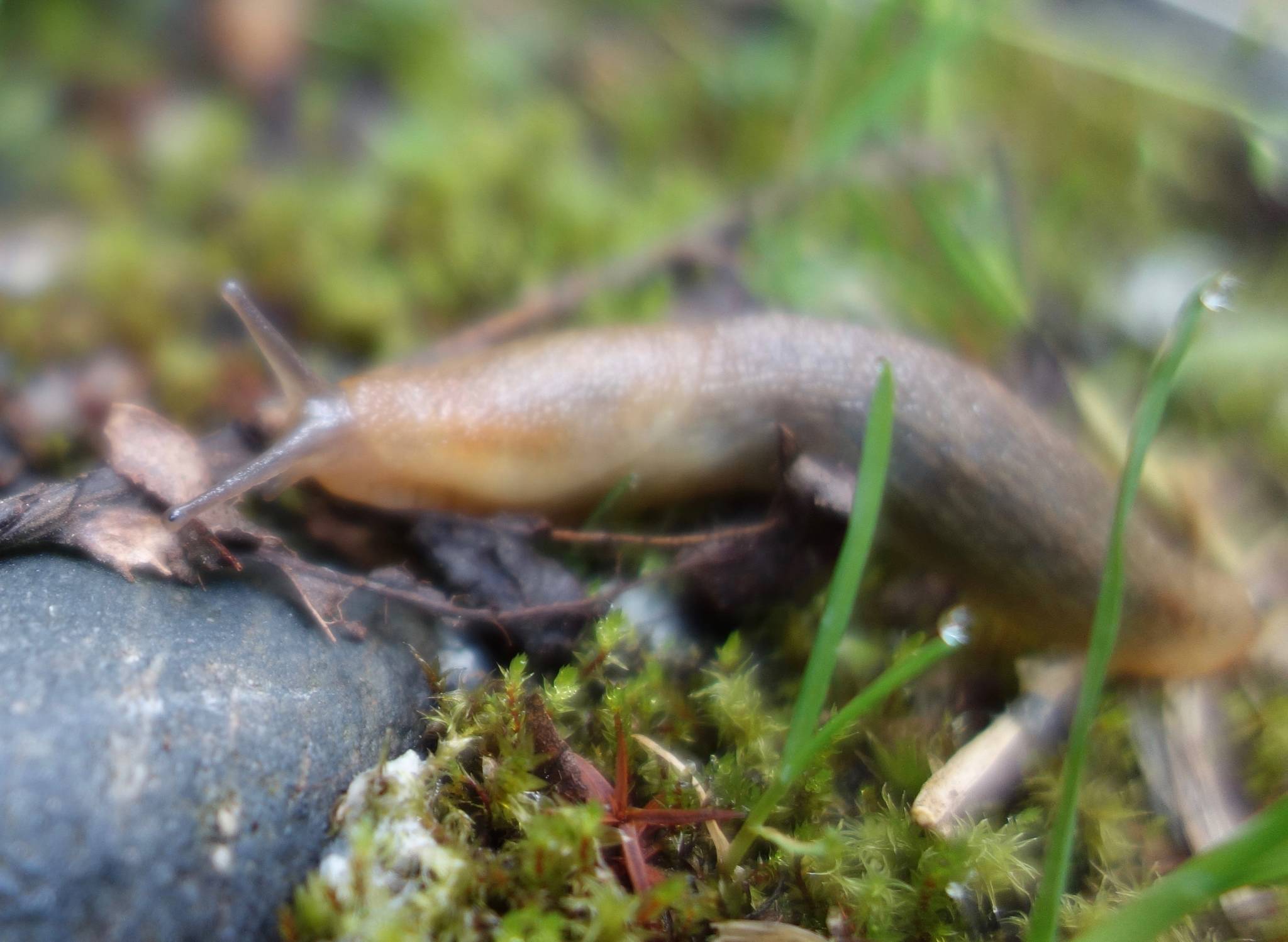 Courtesy Photo / Ned Rozell                                A slug oozes along in Shoup Bay, near Valdez.