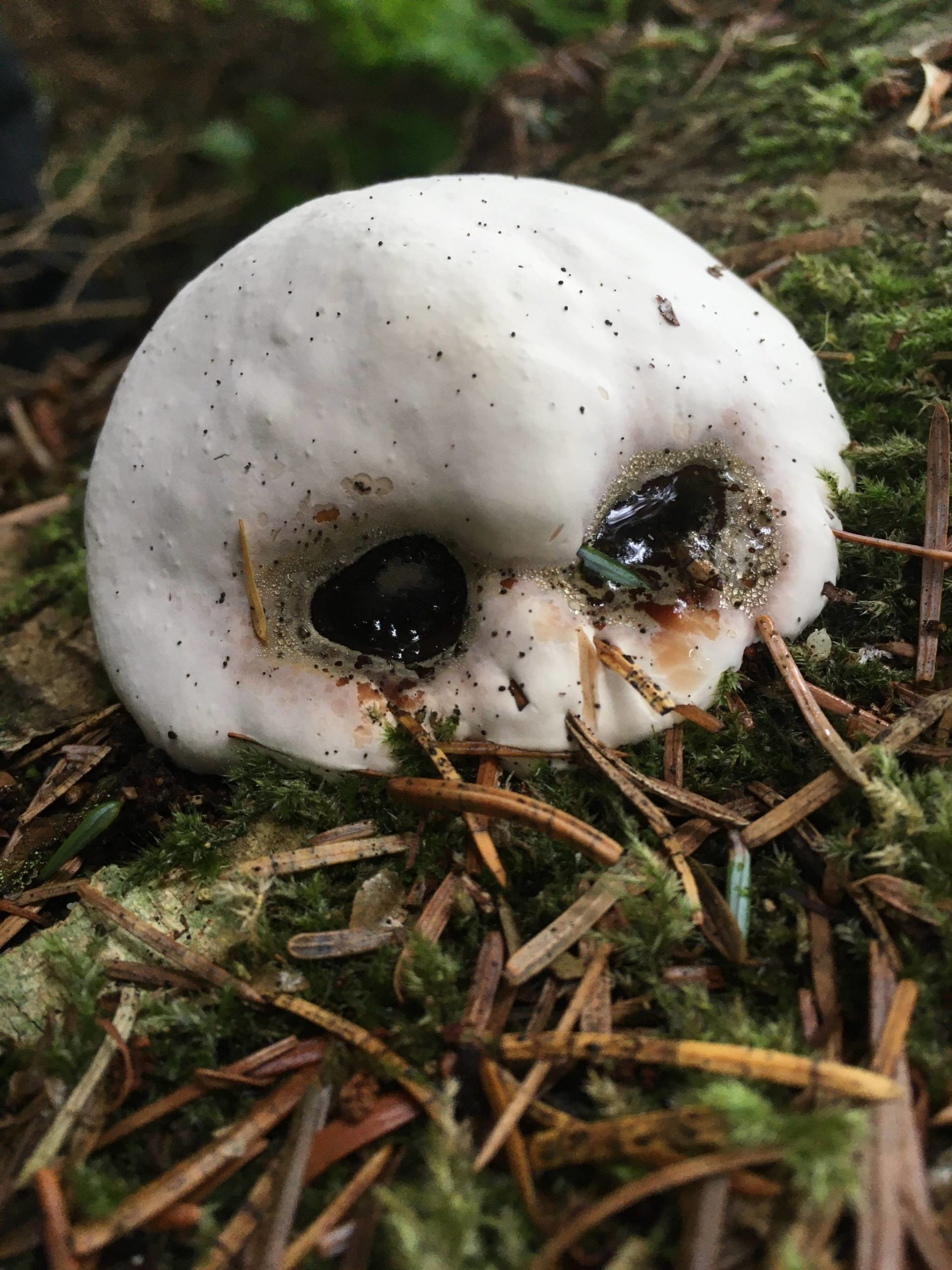 This mushroom appears to be zombie-like. (Courtesy Photo / Deborah Rudis)