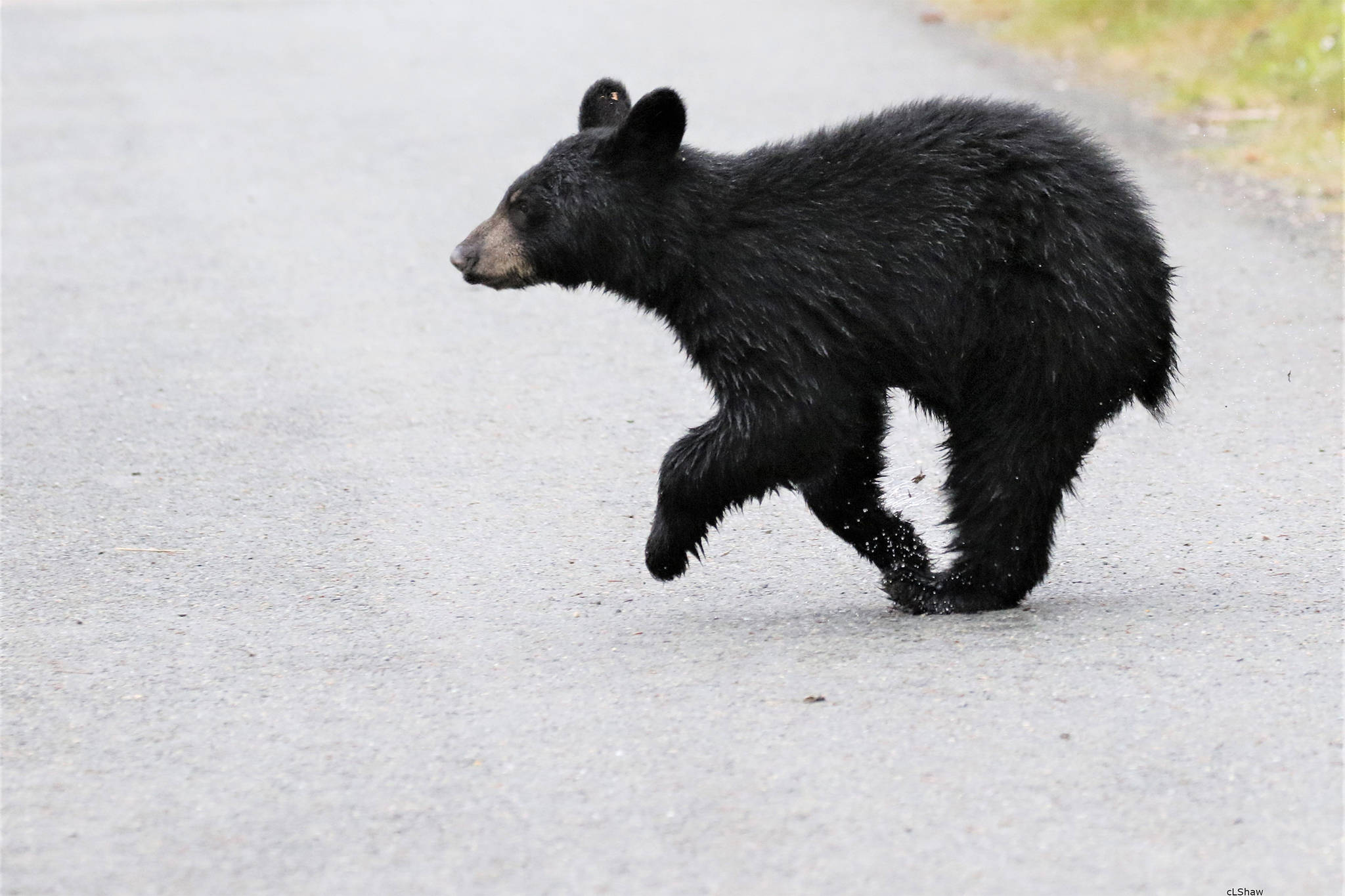 A bear cub crosses Glacier Spur Road in early August. (Courtesy Photo / Linda Shaw)