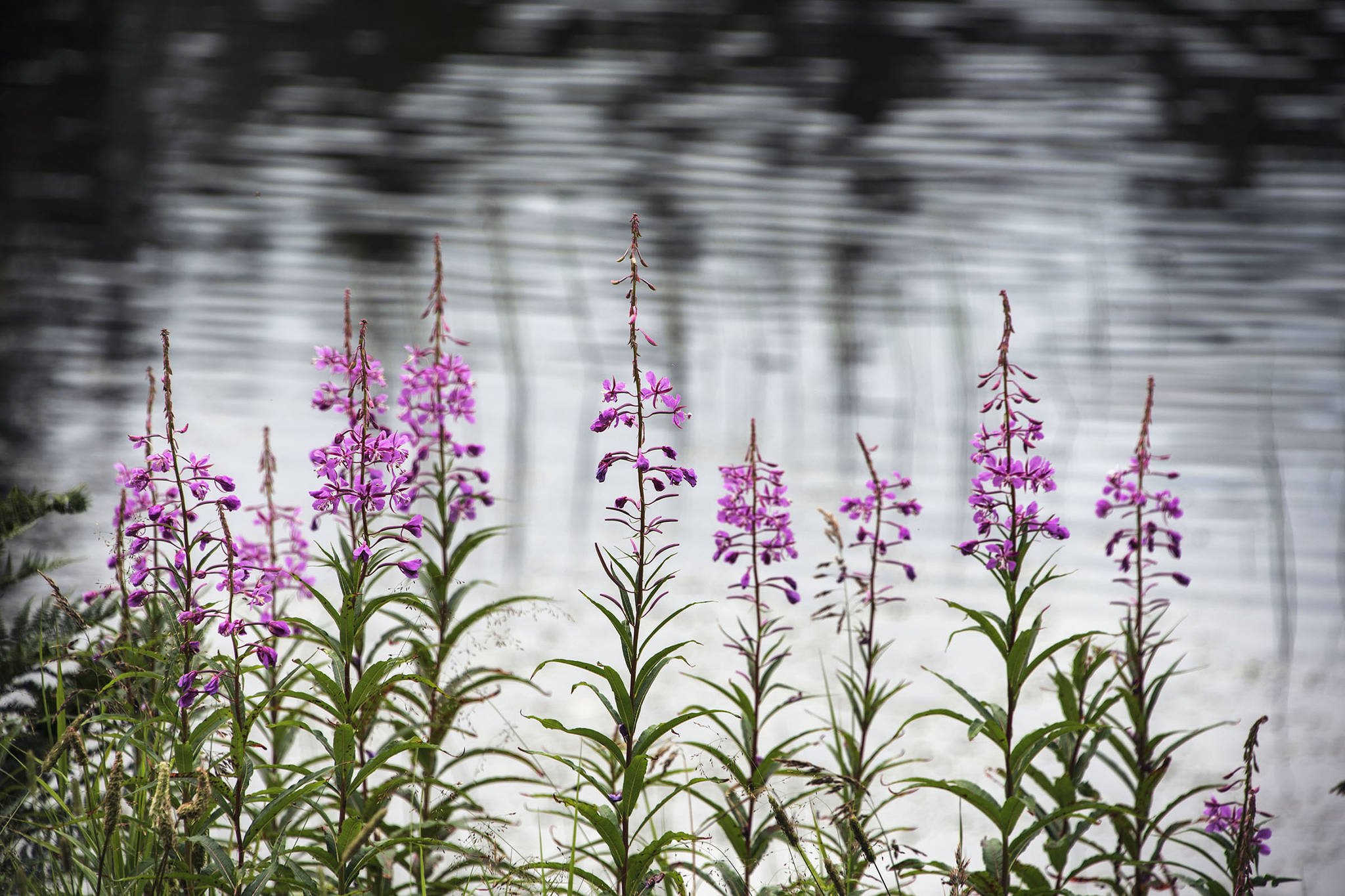 This photo shows Fireweed Pond by salt chuck on Aug. 6, 2020(Courtesy Photo | Kenneth Gill, gillfoto)