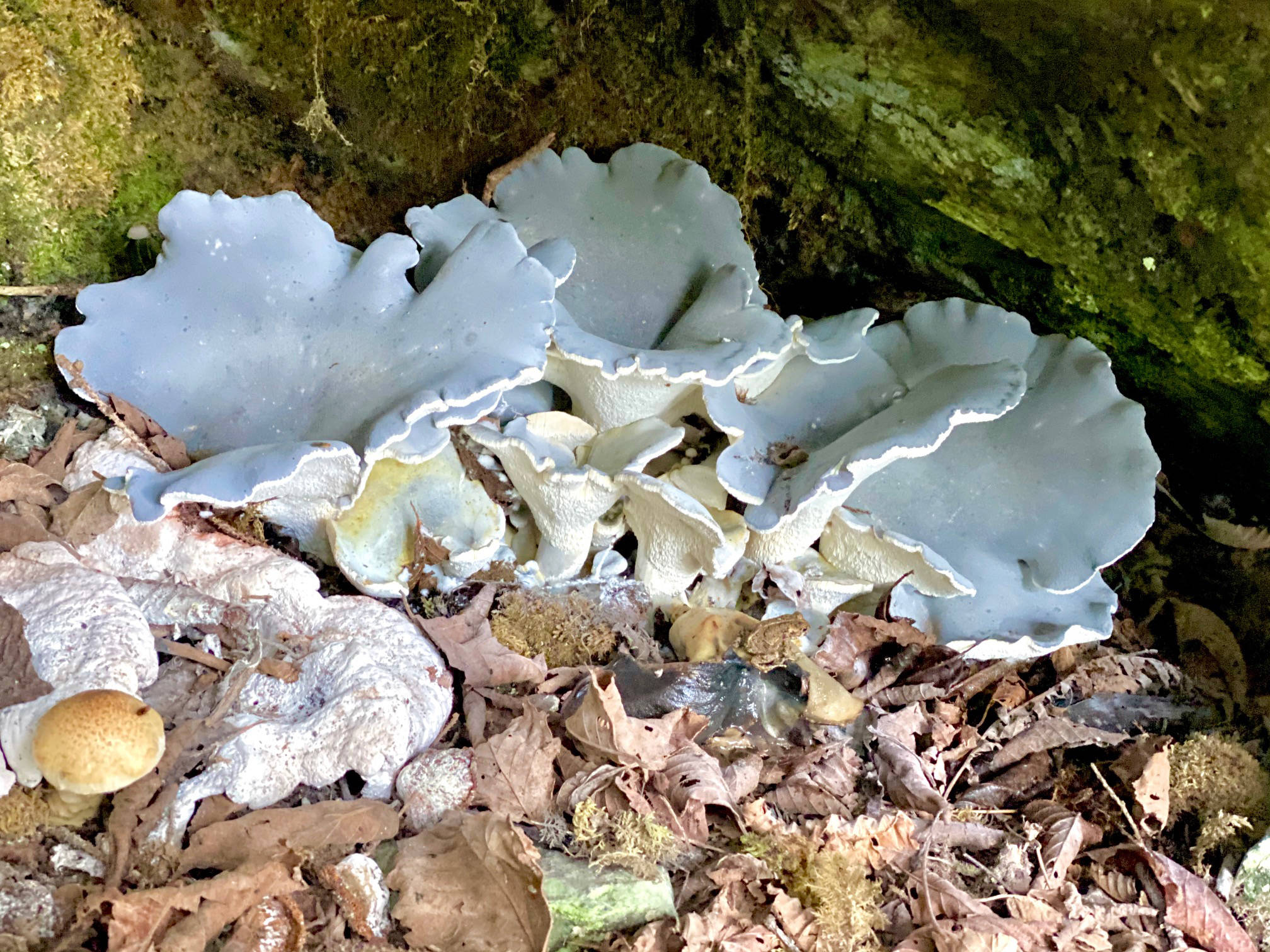 A small colony of intricate mushrooms commonly, but not officially, called blue knight or blue denim mushrooms as seen on the trail to Akiyama Bight on Aug. 7, 2020. (Courtesy Photo / Denise Carroll)