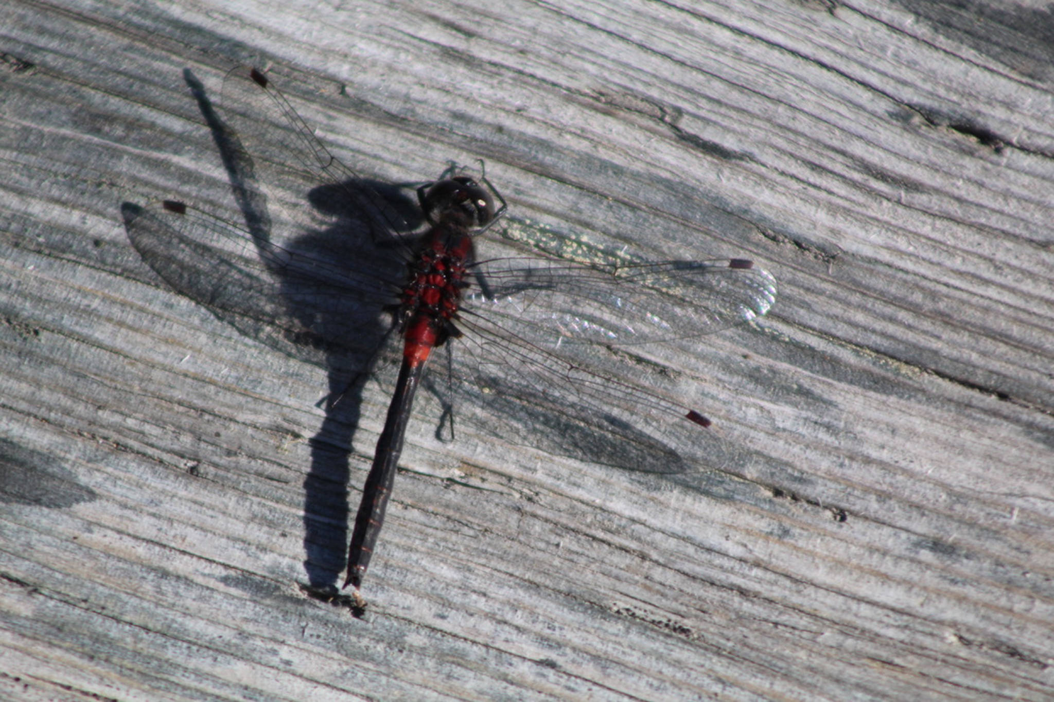 This dragonfly at the Kenai Wildlife Refuge in the last week of July 2020. (Courtesy Photo / Carolyn Kelley)