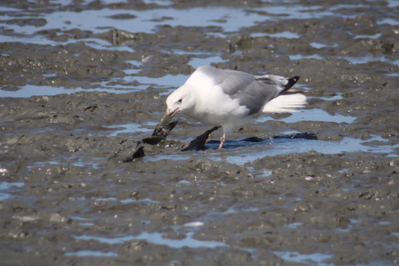 A mew gull enjoys a tasty snack along the Kenai river. (Courtesy Photo / Carolyn Kelley)