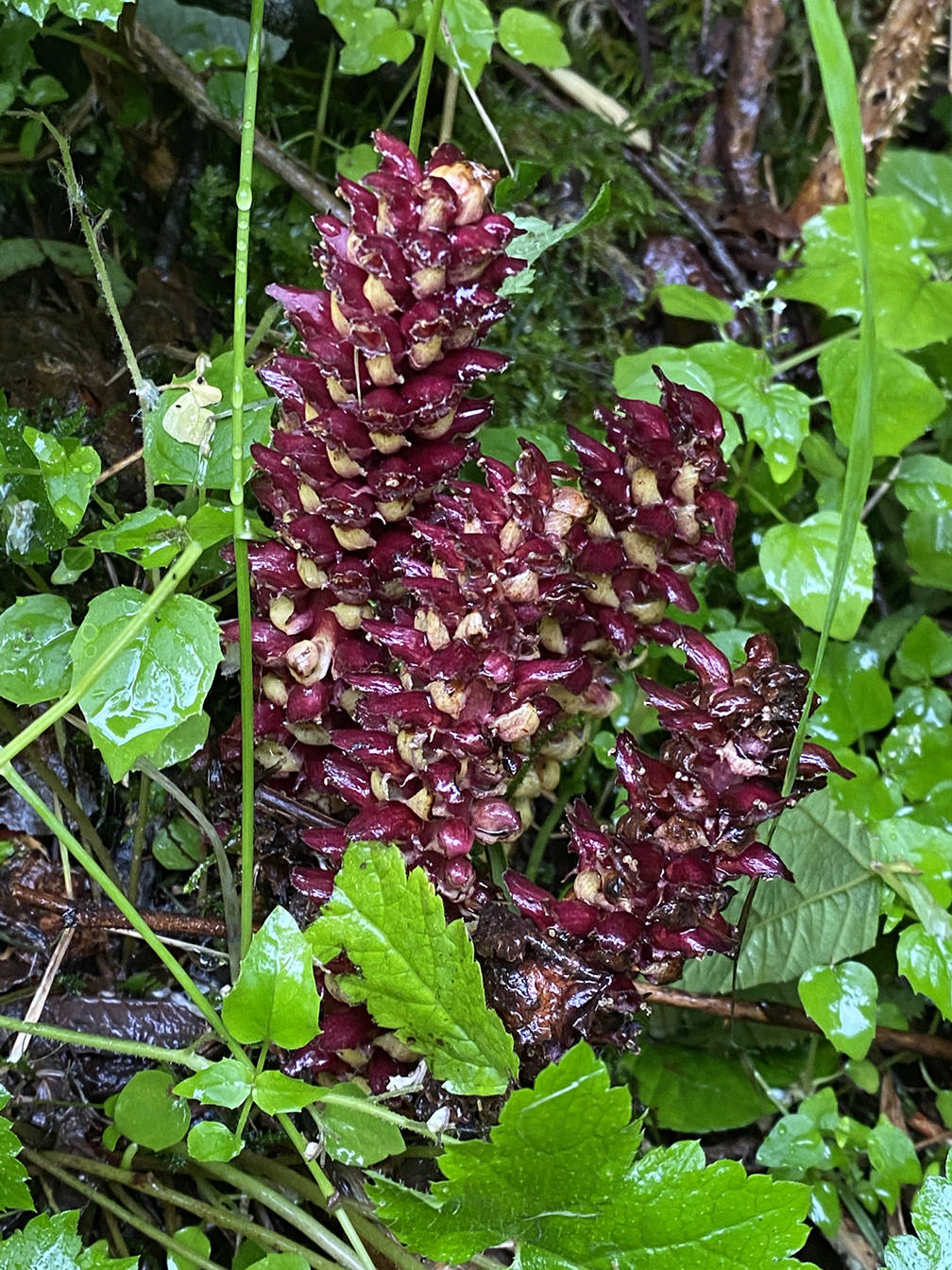 Ground cones were among the sights seen during a July 25 hike along Perseverance Trail. (Courtesy Photo / Deana Barajas)