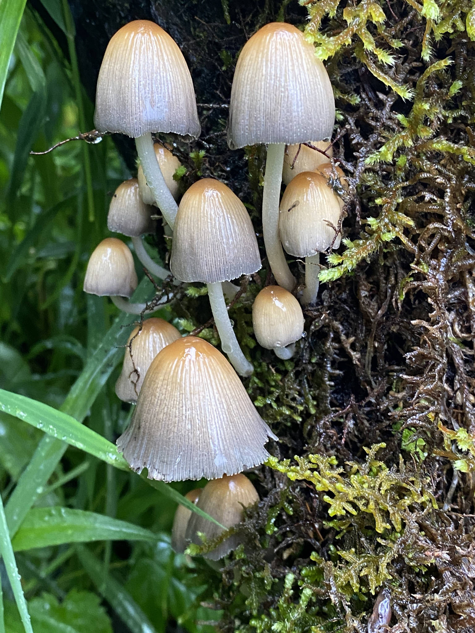 Mushrooms were seen during a July 25 hike along Perseverance Trail. (Courtesy Photo / Deana Barajas)                                Mushrooms were seen during a July 25 hike along Perseverance Trail. (Courtesy Photo / Deana Barajas)