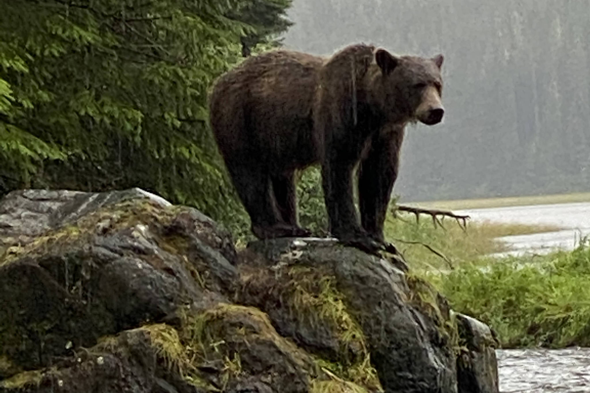 A brown bear stands at Sweetheart Creek on Aug. 9, 2020. (Courtesy Photo / Skippy Wilsonová)