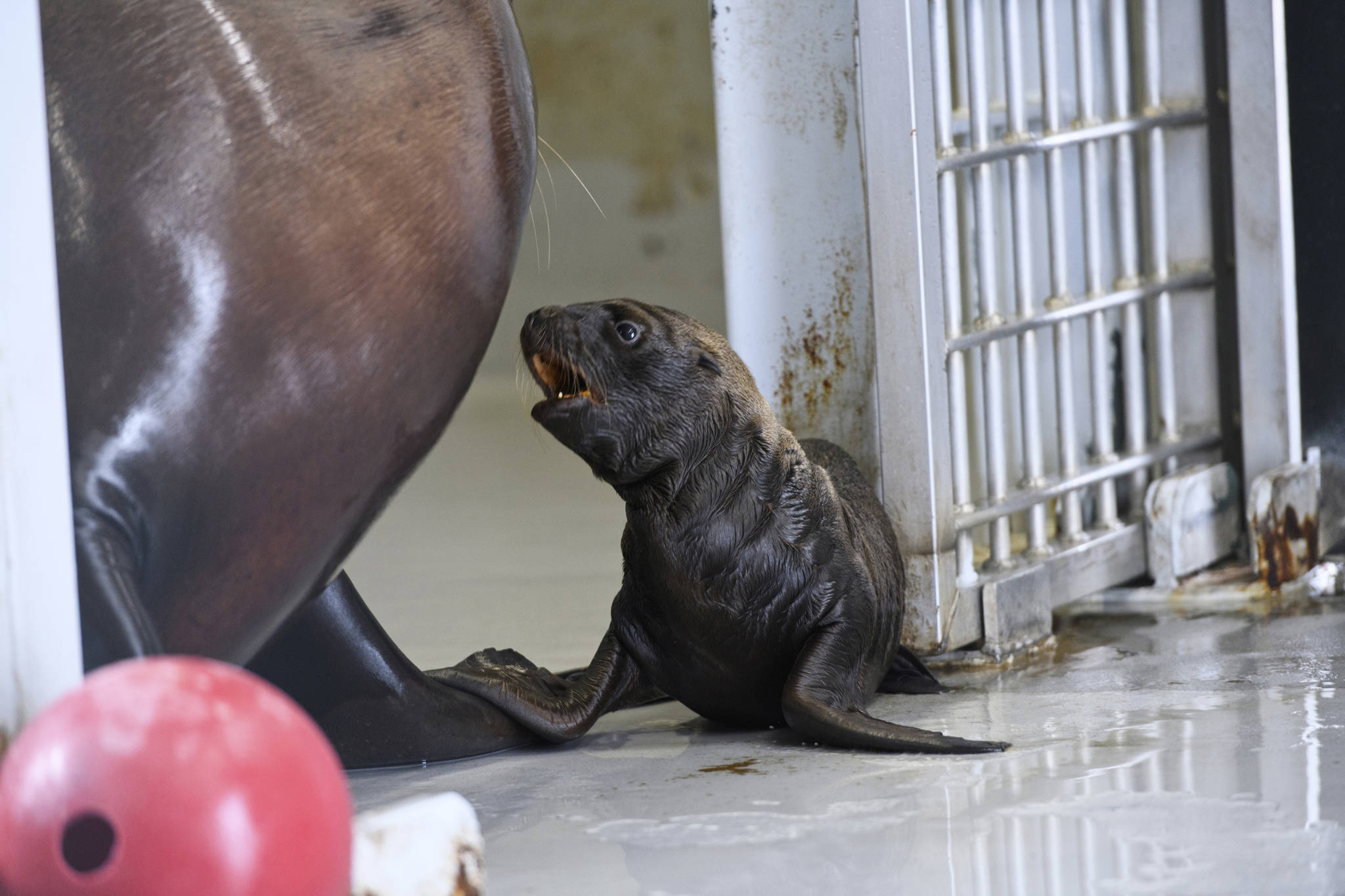 A female Steller sea lion pup, sticks close to her mother, Mara, at the Alaska SeaLife Center, July 6, 2020, in Seward, Alaska. Zoos and aquariums from Florida to Alaska are struggling financially because of closures due to the coronavirus pandemic. Three-quarters of past visitors to the Alaska SeaLife Center, an aquarium and research center that runs Alaska’s only marine mammal rescue program, have been tourists who arrive by plane or cruise ship. With most cruises canceled, there are few people to see the octopus, and the site’s rare Steller sea lions. (Marc Lester / Anchorage Daily News)