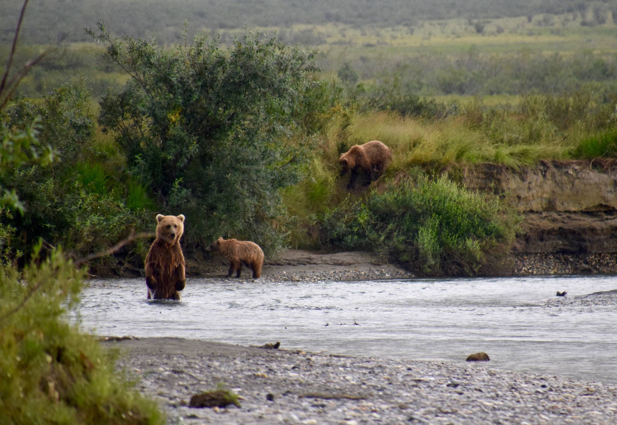 A grizzly bear sow and cubs that are fishing for chum salmon in Gates of the Arctic National Park and Preserve, northern Alaska. (Courtesy Photo / Matt Cameron, National Park Service)