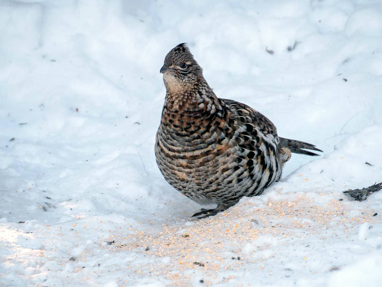 A ruffed grouse male advertises his territory and attracts females by standing with the tail braced on a log or small mound. He ‘drums’ by repeatedly cupping the wings forward and then quickly pulling them back. (Courtesy Photo / Wikimedia)                                A ruffed grouse male advertises his territory and attracts females by standing with the tail braced on a log or small mound. He ‘drums’ by repeatedly cupping the wings forward and then quickly pulling them back. (Courtesy Photo / Wikimedia)