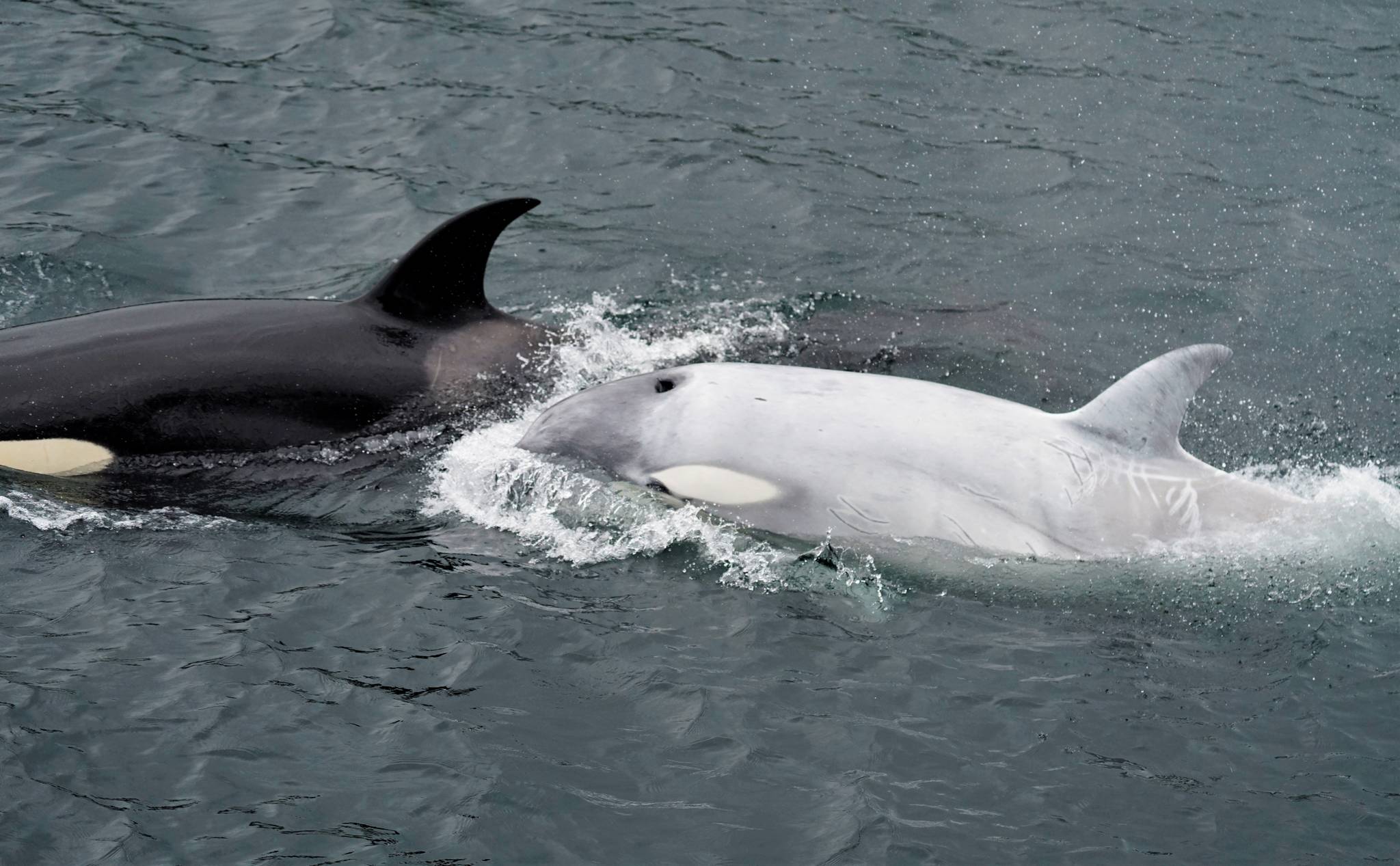 Rare white killer whale spotted in Southeast