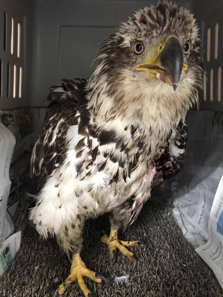 Juneau Raptor Center dealing with rain of injured eagles