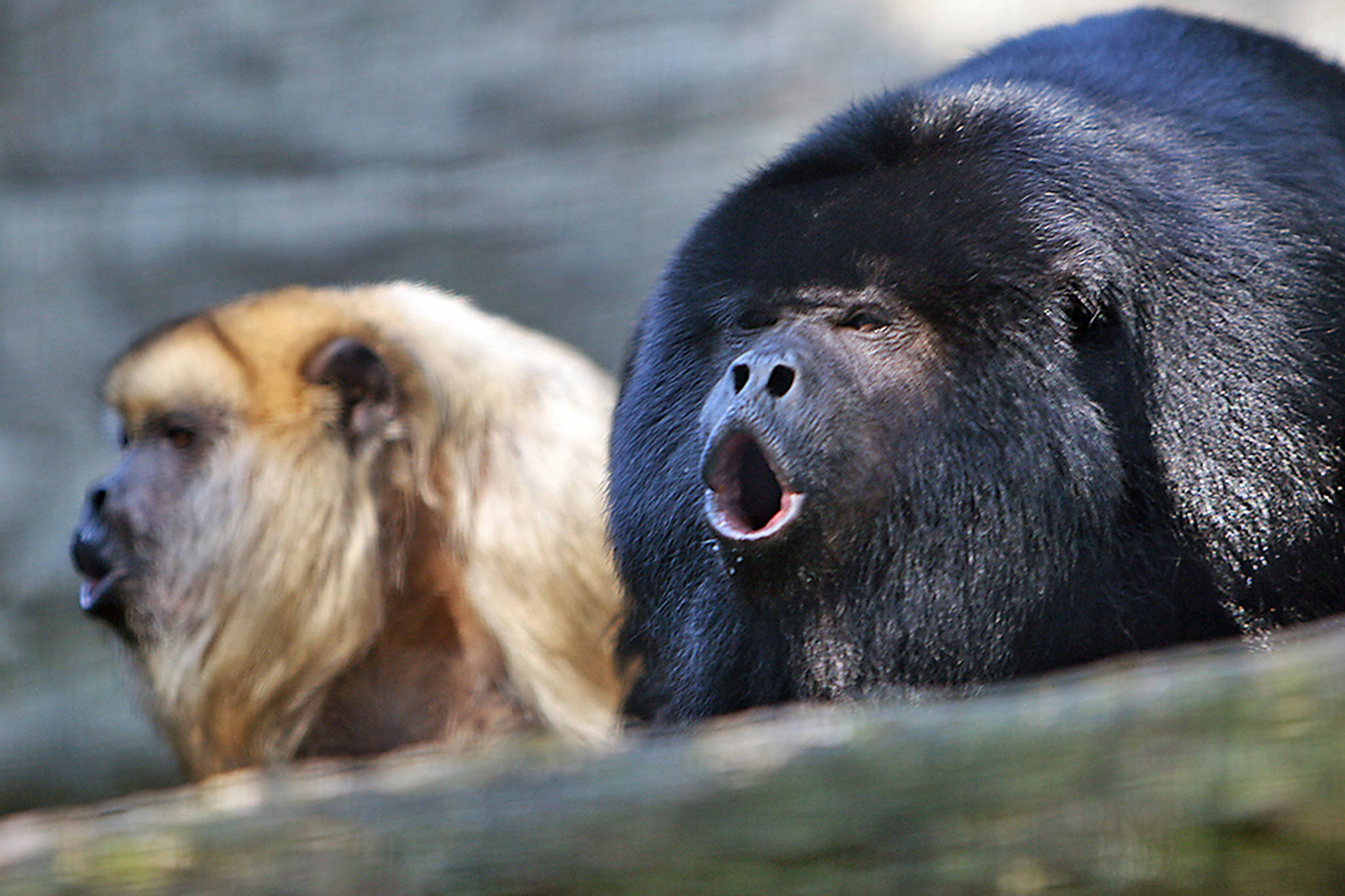 Courtesy Photo / Wikimedia                                 Howler monkeys, like the ones seen here, protest intruders by making a great racket and pelting the intruders with feces.