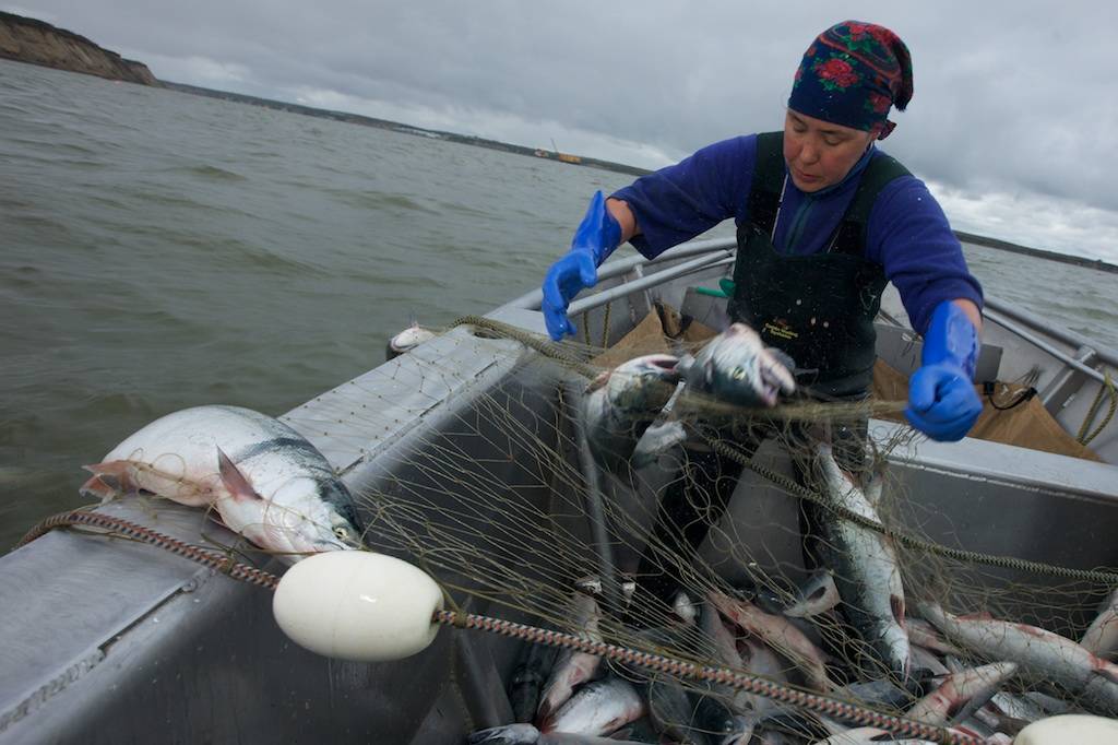 Melanie Brown picking and pulling sockeye salmon in Bristol Bay. (Courtesy Photo / John Whittier)