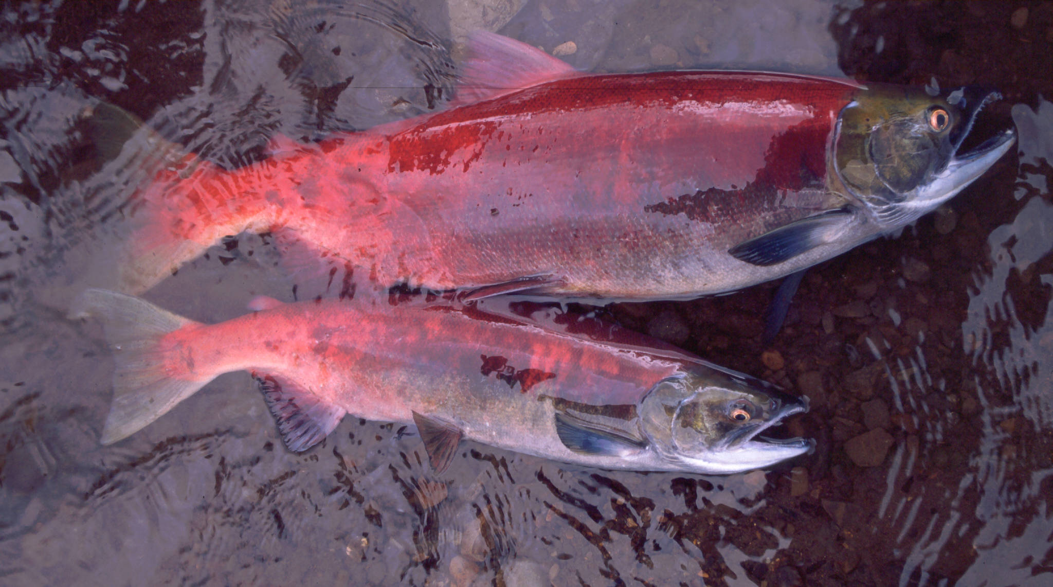 Courtesy Photo / Andrew Hendry                                 A female sockeye salmon that spent three years in the ocean (top) compared to a female that spent just two years in the ocean in Pick Creek, Alaska. One year in the ocean makes a big difference — which is why salmon returning younger has caused such a dramatic decline in body size.