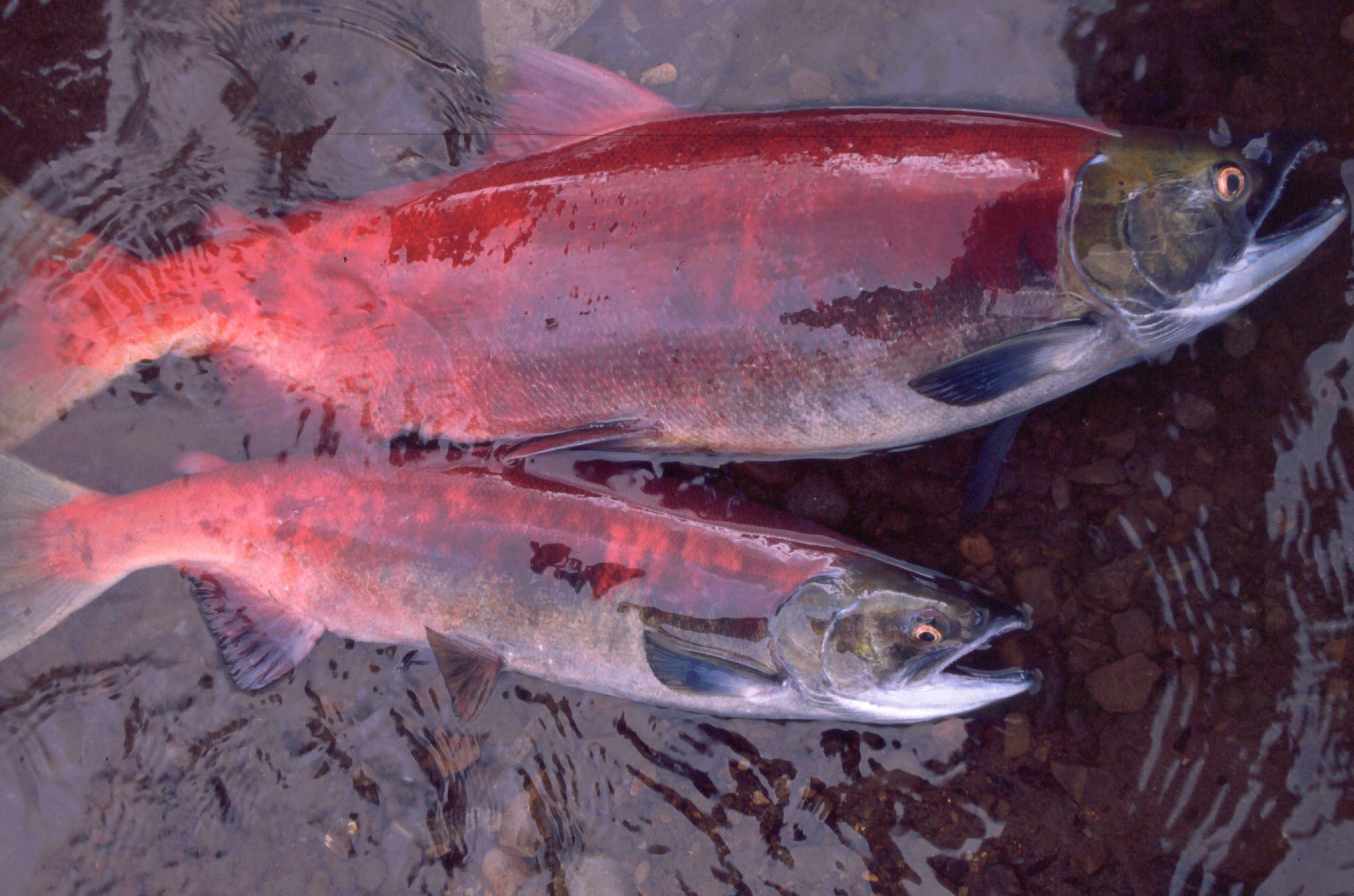 Why are Alaska’s salmon shrinking?