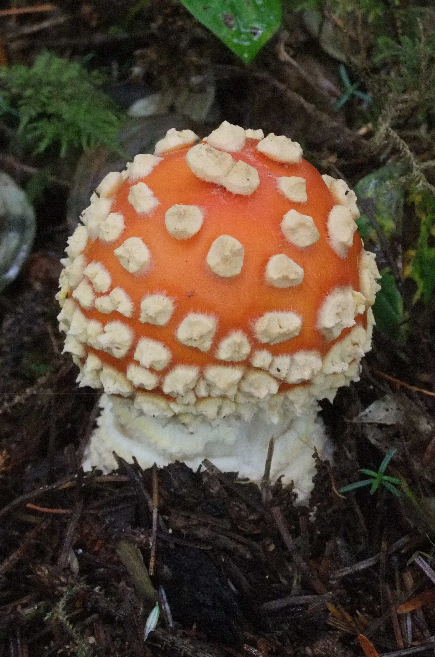 A mushroom, identified by Gary Miller as a toxic Amanita, seen along the Eagle Glacier Trail on Aug. 21, 2020. (Courtesy Photo / Gary Miller)