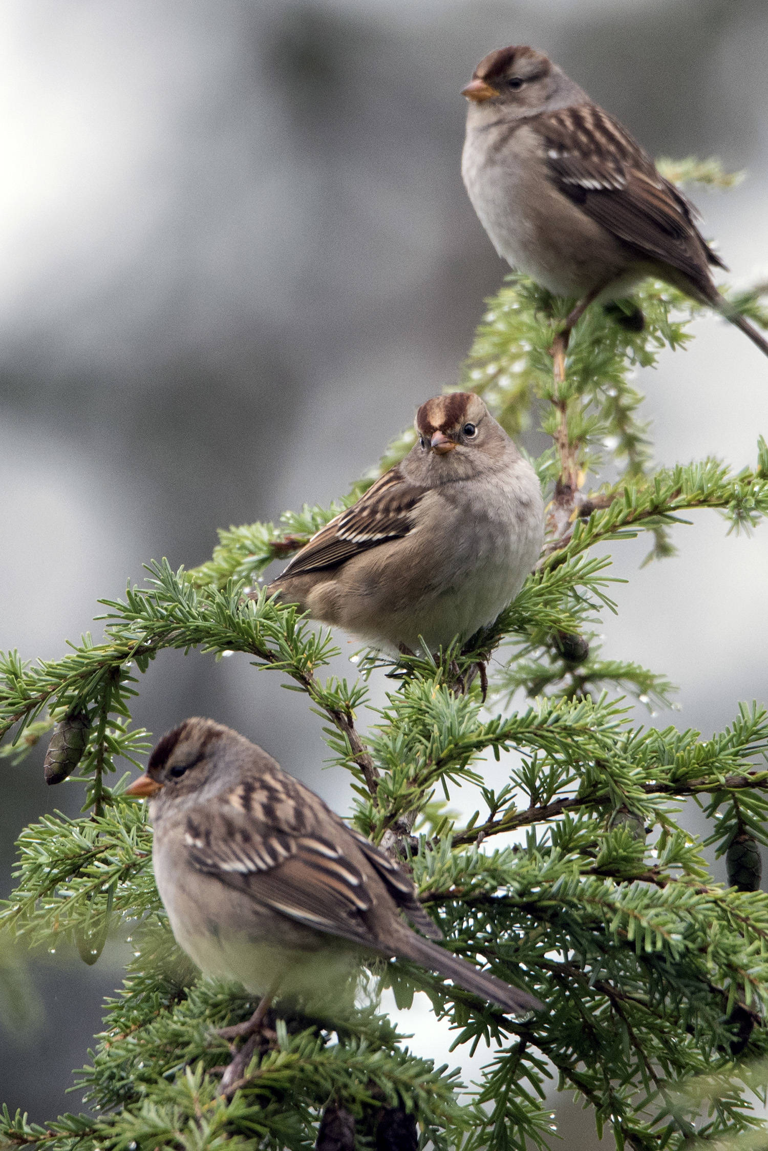 This photo shows a trio of Golden Crowned Sparrows seen somewhere Out the Road. (Courtesy Photo / Kenneth Gill, gillfoto)