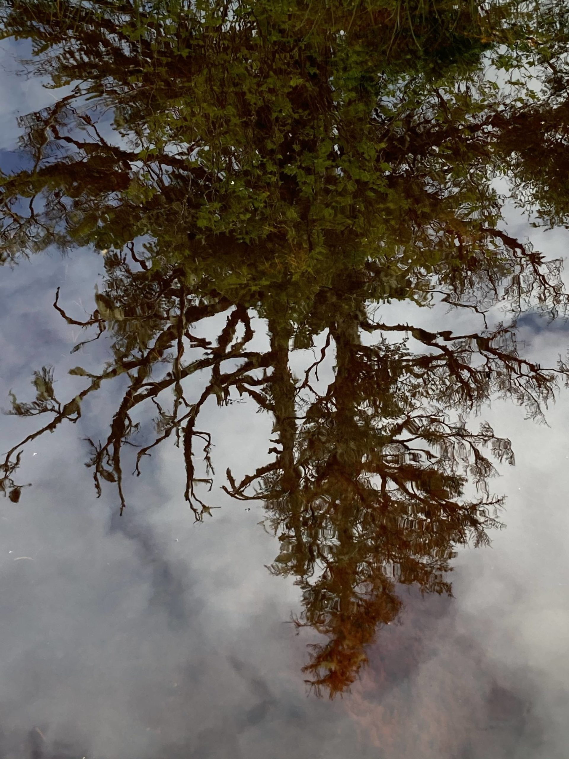 Reflections in a muskeg pond in Auke Mountain on Aug 19. (Courtesy Photo / Deborah Rudis)