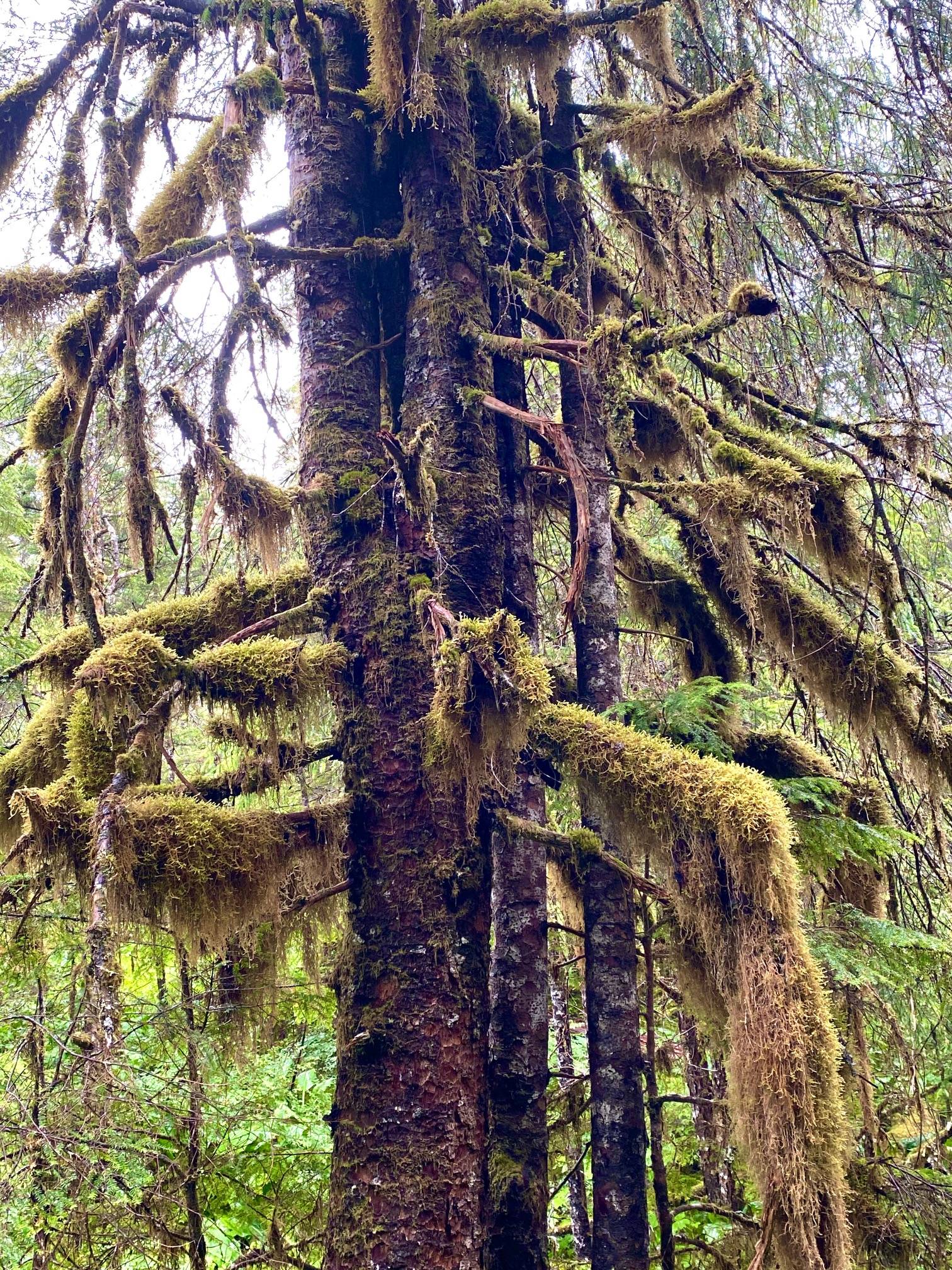 Thick velvety moss drapes over the branches of this evergreen tree along the Treadwell mine ruins Trail on Aug. 16, 2020. (Courtesy Photo / Denise Carroll)
