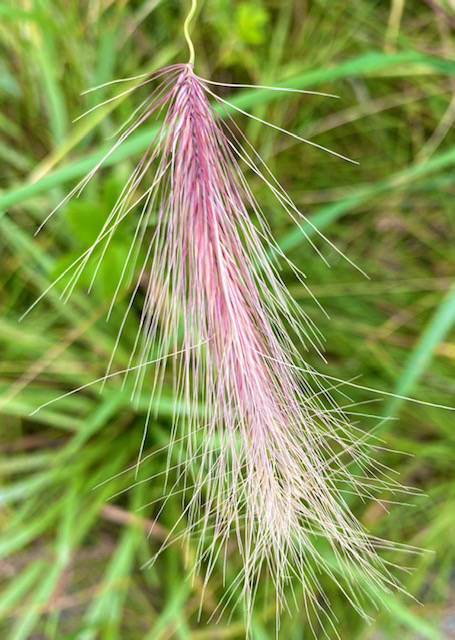 The feathery look of Foxtail along the airport dike trail on Aug. 23, 2020. (Courtesy Photo / Denise Carroll)