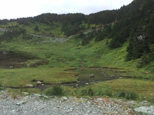 This pond seen along Eaglecrest Ski Road looks like the State of Alaska, according to Sandy Williams. (Courtesy Photo / Sandy Williams)