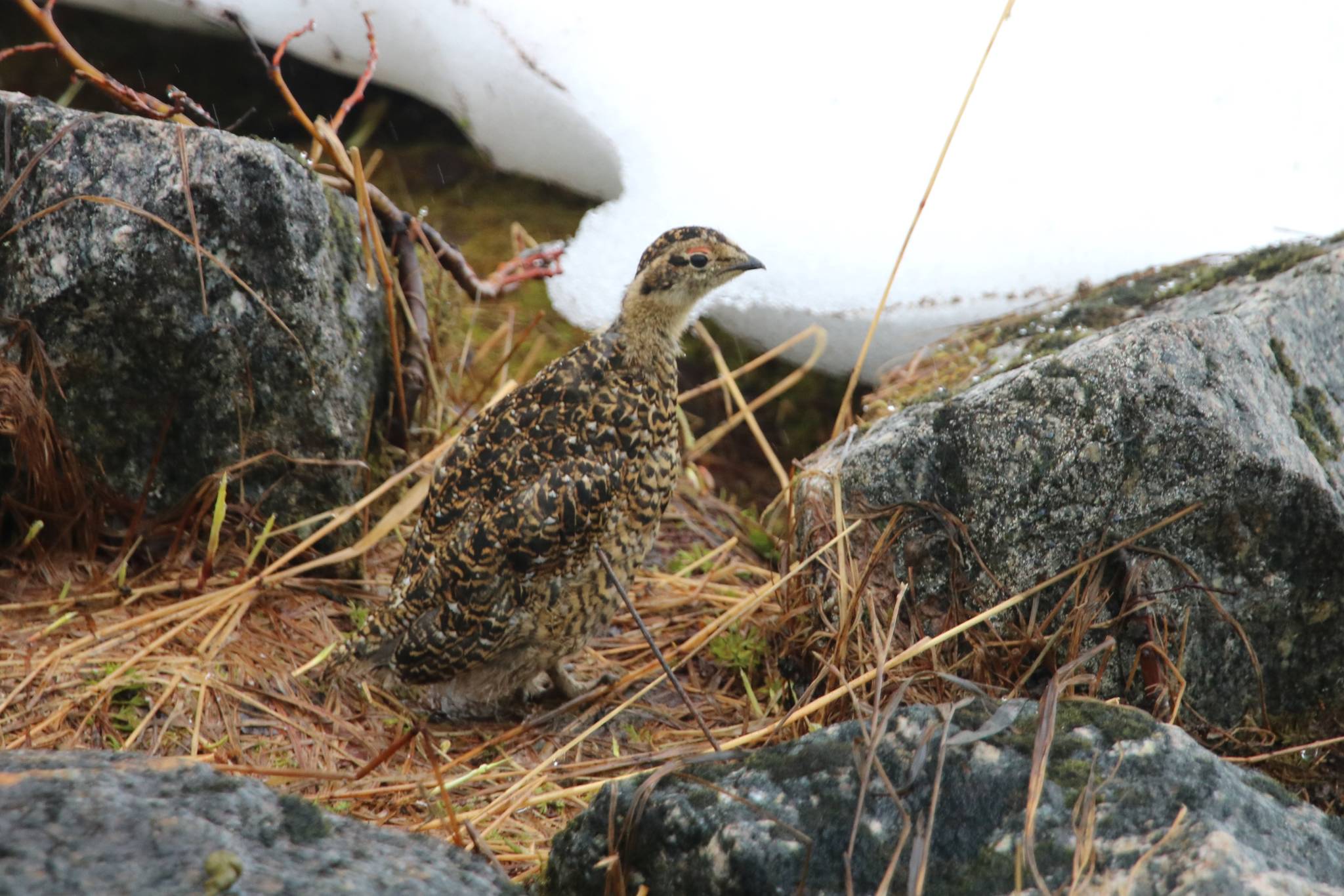 Courtesy Photo / David Bergeson                                 This photo shows a watchful young ptarmigan in Granite Basin.