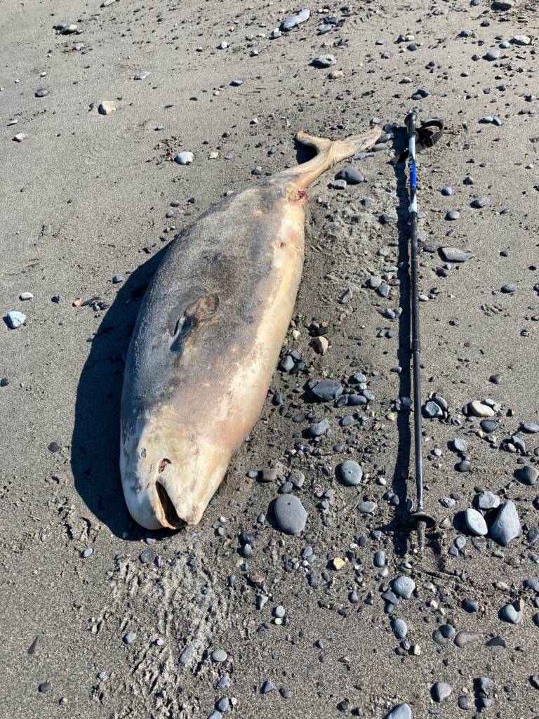 A dead Cook Inlet Beluga calf is seen here on the beach near the Discovery Campground at the Captain Cook State Recreation Area north of Nikiski on Aug. 16, 2020. (Michael Armstrong/Homer News)