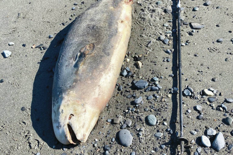 A dead Cook Inlet Beluga calf is seen here on the beach near the Discovery Campground at the Captain Cook State Recreation Area north of Nikiski on Aug. 16, 2020. (Michael Armstrong / Homer News)