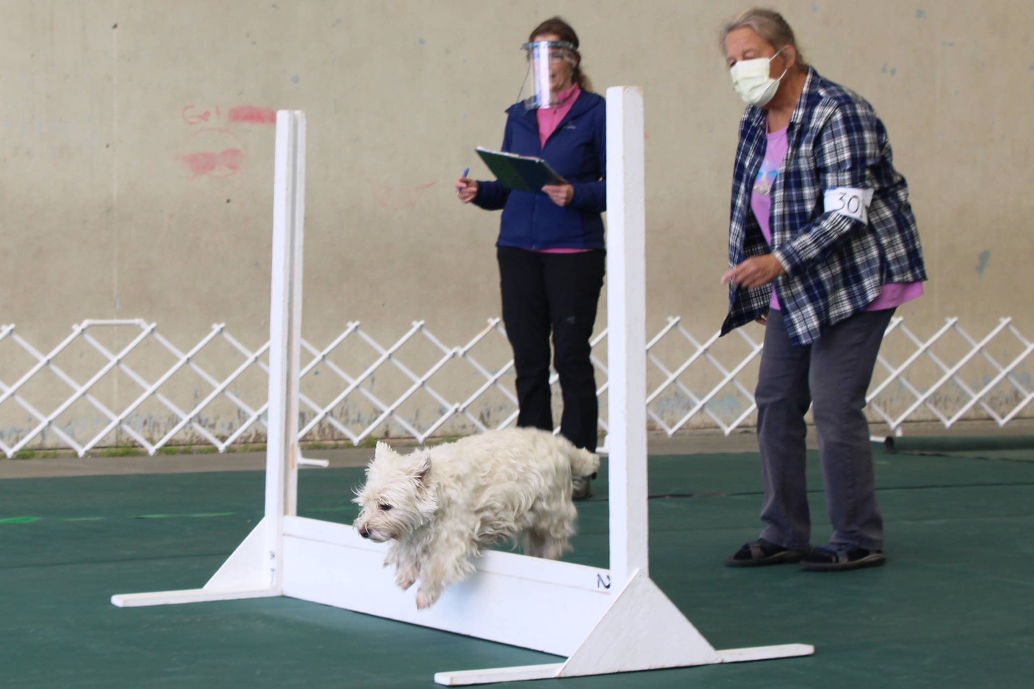 Breckan completes the high jump during Capital Kennel Club of Juneau’s obedience trials, Saturday, Aug. 29, 2020 in the covered play area outside Auke Bay Elementary School while United Kennel Club judge Gina Vose and owner Jill Grose look on. (Ben Hohenstatt / Juneau Empire)