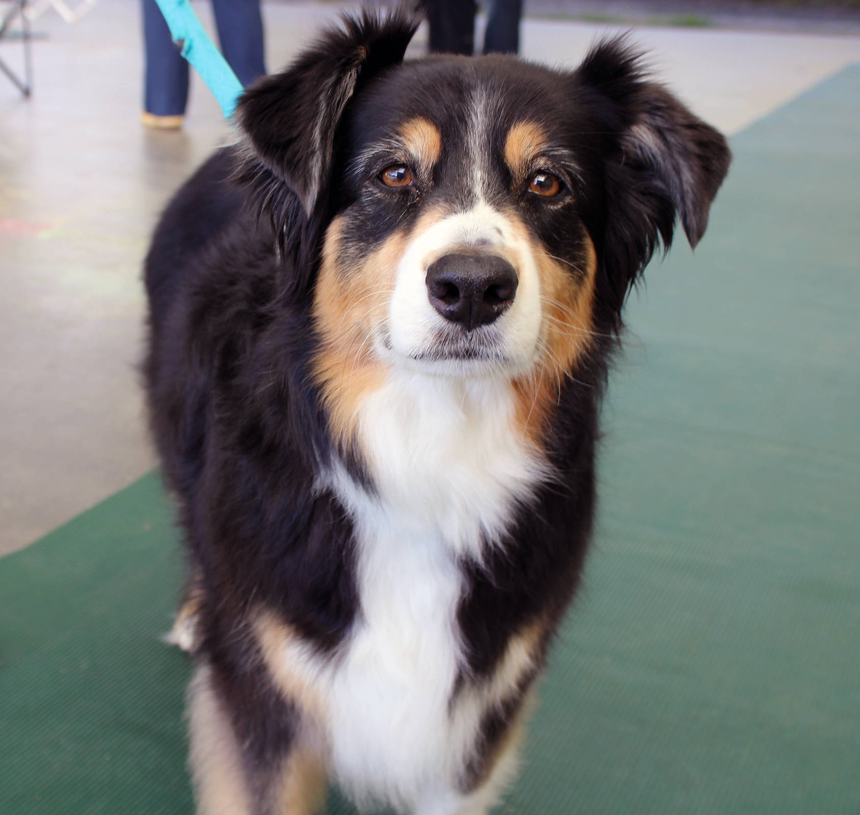 Kaya was among the dogs who participated in Capital Kennel Club of Juneau’s obedience trials on Saturday, Aug. 29 at Auke Bay Elementary School. A total of eight dogs competed across three different levels. (Ben Hohenstatt / Juneau Empire)