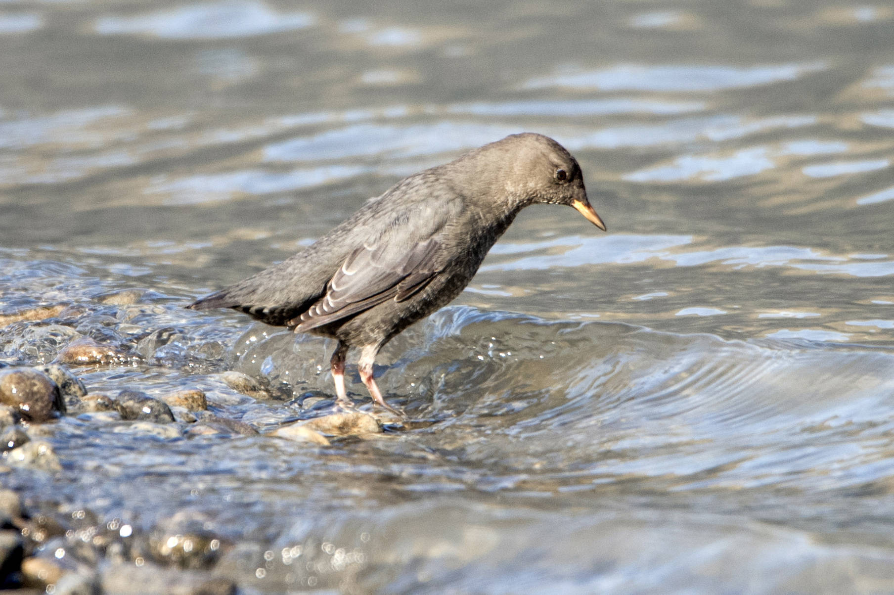 American dipper stands on the shore of the Mendenhall Lake on Sept. 16, 2020. (Courtesy Photo / Kenneth Gill, gillfoto)